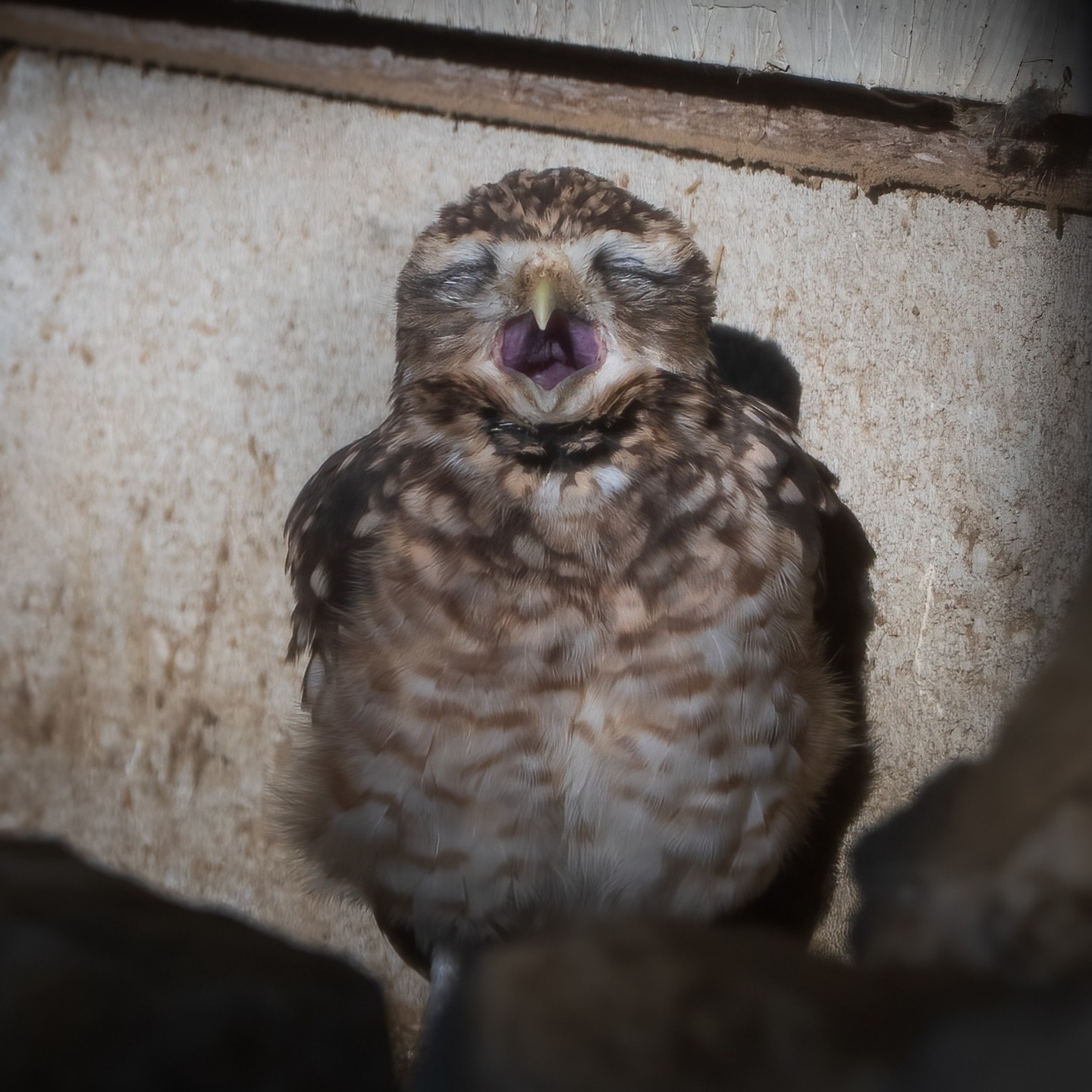 Arrived at opening and some residents didn't seem quite ready for us 😀 Fantastic day as always...
#birdsofinstagram #ncbp #nationalcentreforbirdsofprey #ncbpduncombe #duncombepark #helmsley #northyorkshire #visithelmsley #visityorkshire #raptor #falconry
