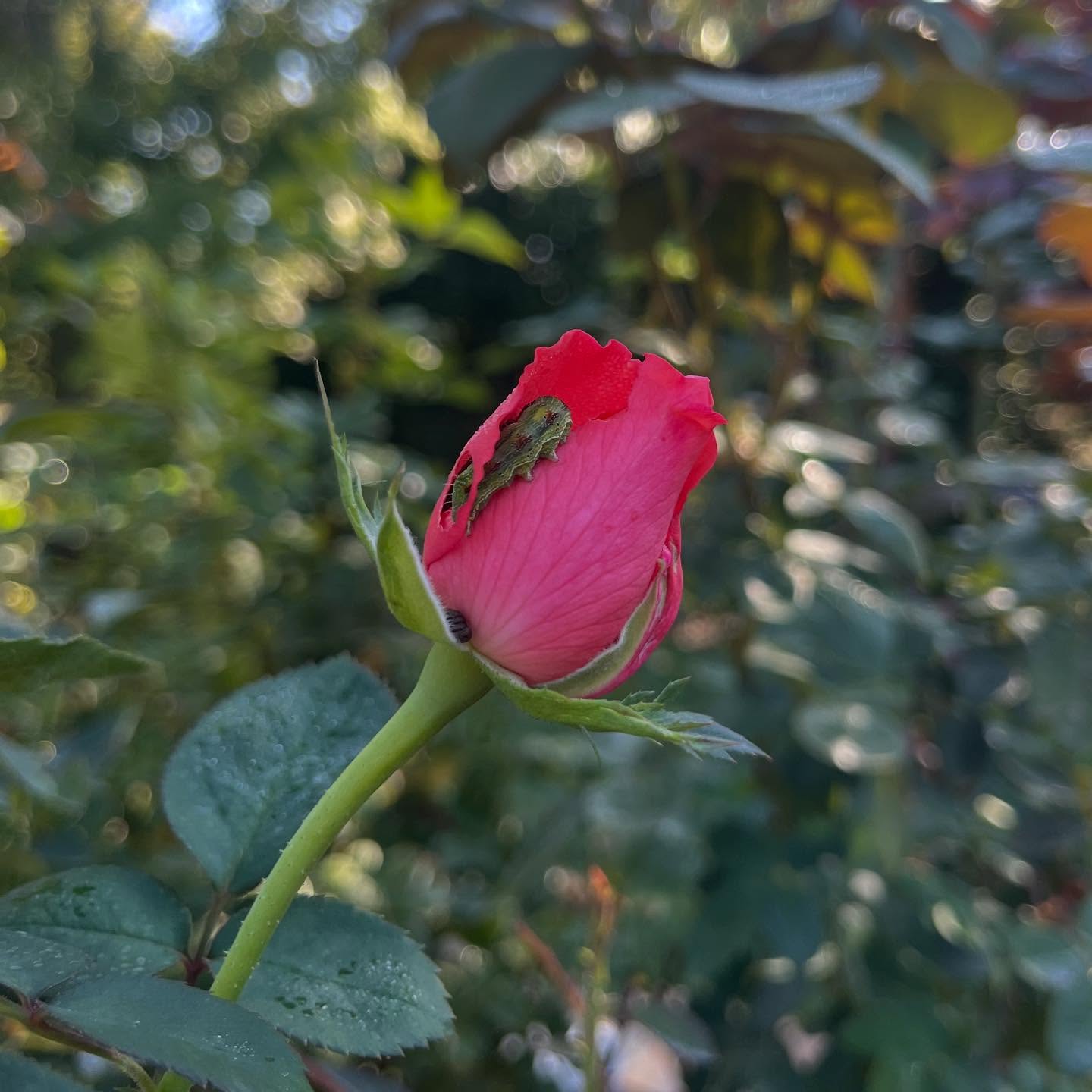 Those tiny holes in your rose buds? You might be seeing the work of the tobacco budworm — one of the most common late-summer pests in Middle Tennessee.
They hide inside buds, chewing before the flowers even open.
Our approach:
- Hand-check and remove damaged buds early
- Encourage beneficial insects that prey on larvae
- Use light, targeted treatments only when populations spike
Fine gardening means balancing beauty and ecology — protecting blooms without upsetting the garden’s natural rhythm.
#finegardening #RoseCare #GardenPests #TennesseeGardens #IntegratedPestManagement #EstateGardening #americanrosesociety
