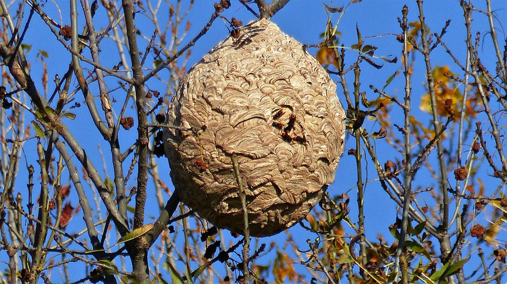 🚨 Attention à ne pas sous-estimer les nids de guêpes ou de frelons !
À l’approche de la fin de saison, ces insectes deviennent plus agressifs et protecteurs de leur nid.
Une simple tentative d’intervention sans protection adéquate peut tourner au drame 😬
- Nos conseils :
1️⃣ Ne tentez jamais de détruire un nid vous-même.
2️⃣ Évitez les vibrations, les jets d’eau ou les sprays insecticides.
3️⃣ Gardez vos animaux et enfants éloignés de la zone.
4️⃣ Faites appel à un professionnel agréé pour une intervention rapide et sécurisée.
💪 Notre équipe intervient en toute sécurité pour éliminer les nids de guêpes et frelons.
📍 Intervention rapide dans votre secteur
📞 Contactez nous dès maintenant via notre site internet ou par téléphone pour demander votre devis gratuit !
🌐 Solyservices.com
📞 04 37 22 62 90
#guepes #frelons #desinsectisation #protection #securite #ecologie #niddesguepes #frelonasie #interventionrapide #servicesprofessionnels