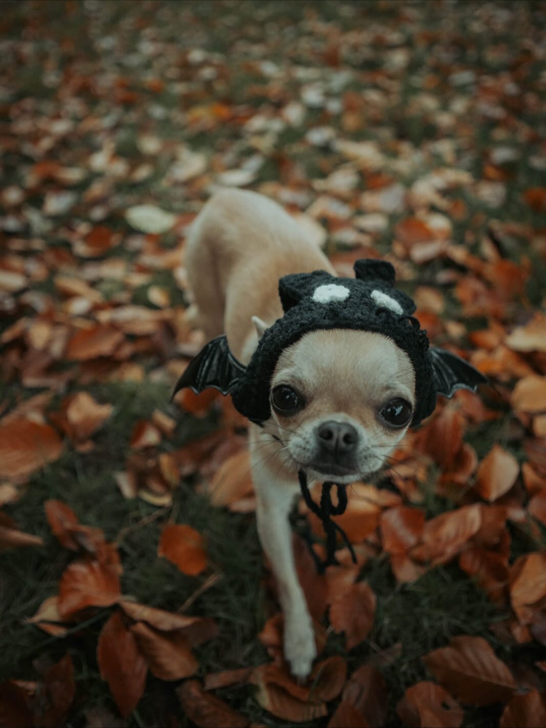 To all of our spooktacular Duncan’s family🐶 We are delighted to announce we are having our annual Halloween costume competition!👻 Starting from the 20th of October we invite all of our furry friends to take part, the winner will be announced on the 31st of October🎃 There will be 3 prizes up for grabs so make sure you take part 🎃👻