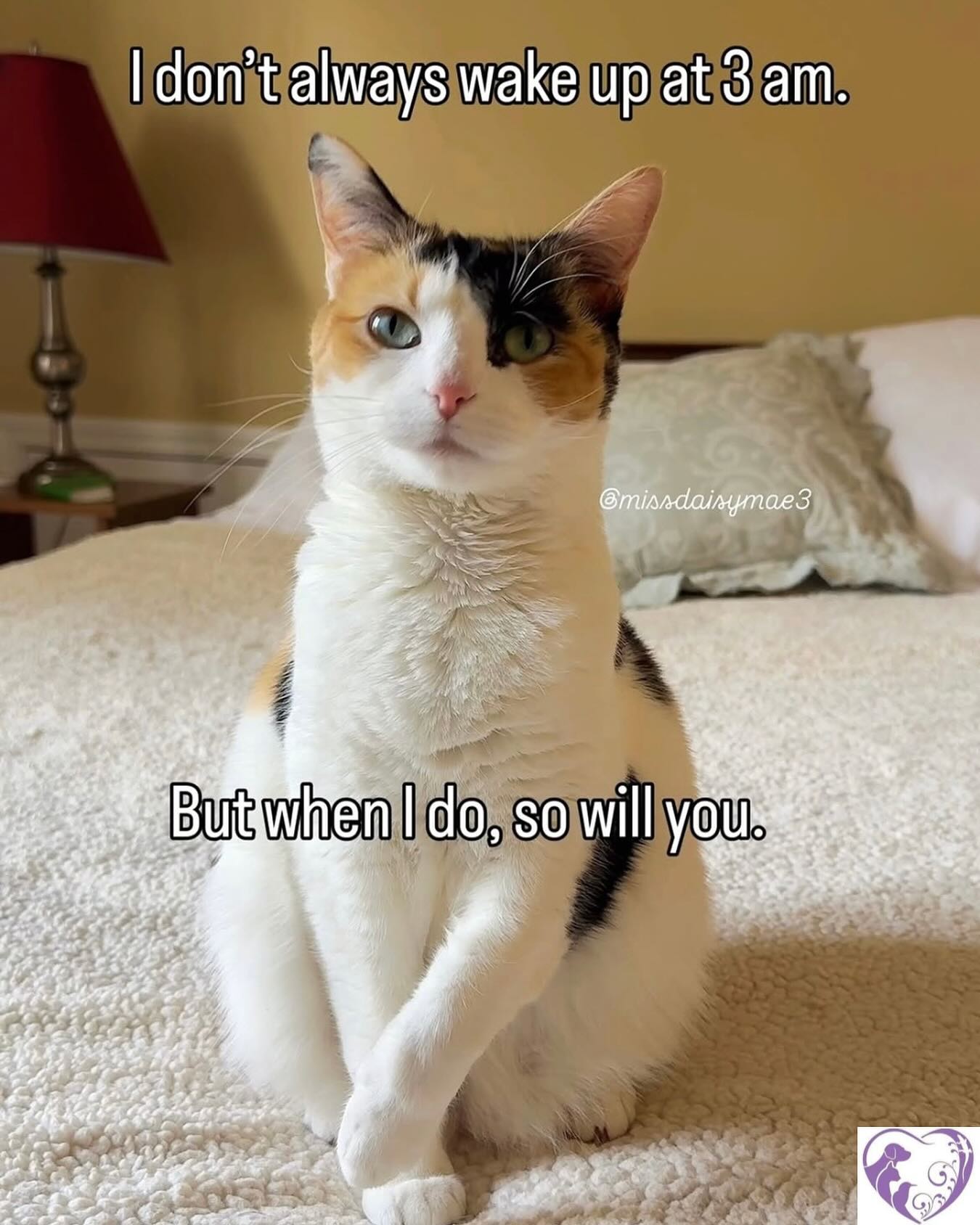 #catlife #nocturnal #feline #cat #funny #fun #family #pet #vet