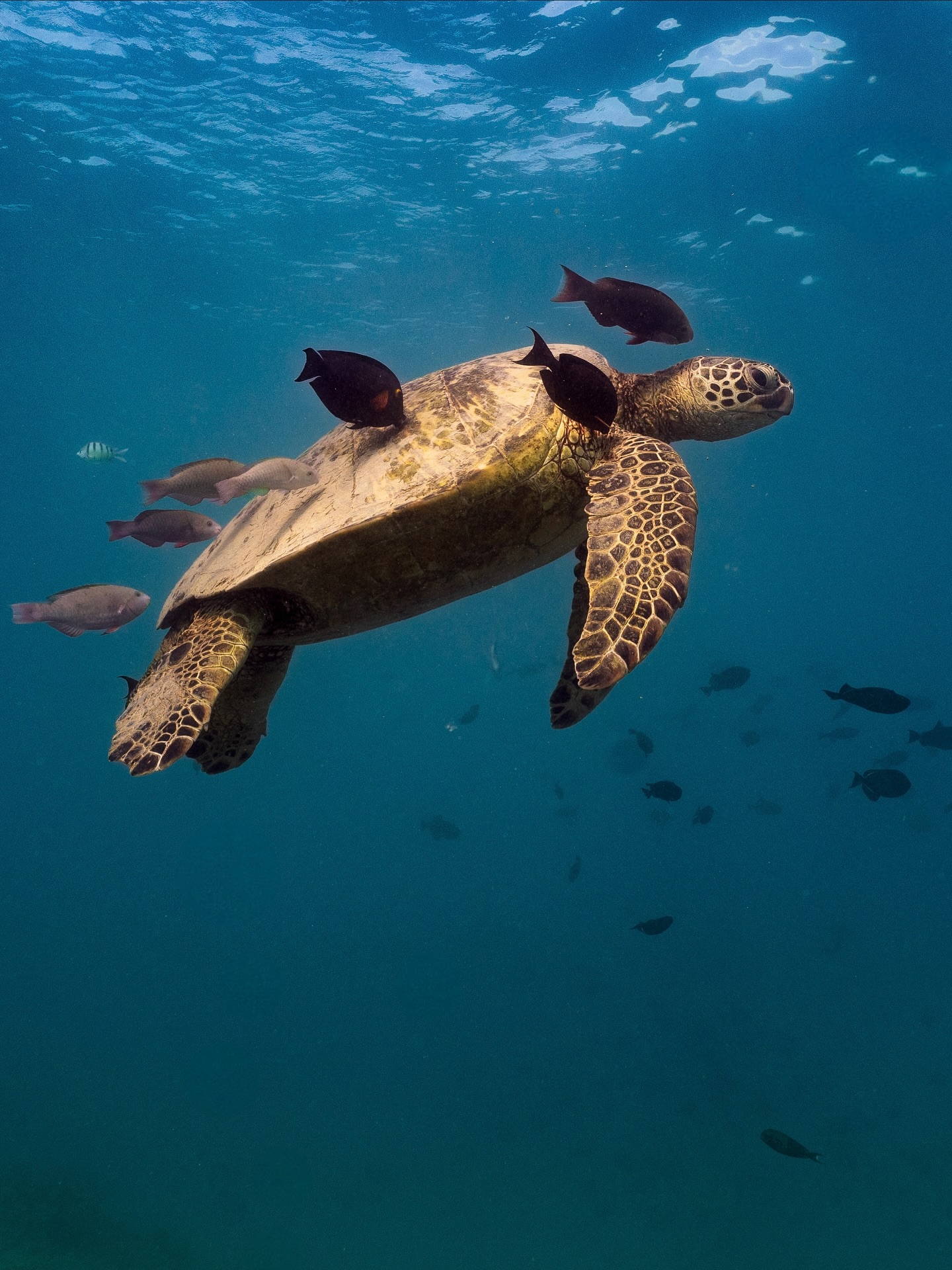 🐢What should this turtle Turtinder bio be? 😏
Here are some of our ideas:
-Professional algae eater. Swipe right if you are into fine dining..seaweed style.
-Slow swimmer, fast snacker. Lettuce be together?
🤿Leave your ideas in the comments! The best one will win a free date with this beauty 😏
#TurtleTinder #SwipeRightForShells #SingleTurtleVibes #UnderwaterLove #OceanLaughs #TurtleLife #ShellMateHunt #FunnyOceanMoments
#SnorkelingHawaii #HawaiiAdventures #UnderwaterHawaii #OceanSafety #TropicalSnorkeling #WaikikiSnorkel #HanaumaBaySnorkel #MarineLifeHawaii #OceanExploration #SnorkelFun #UnderwaterAdventure