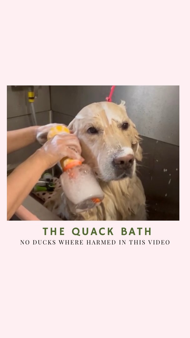 Weekends are for baths, belly rubs, and dogs with dramatic faces! Some dogs have a dozen expressions… ours has one — and it says “why me?” 😂
At least he left looking (and smelling amazing)
Our groomer Aristea had the best time! (even if someone wasn’t exactly thrilled).
🍂 Book your autumn grooming!
📍 CPH Pets Club – Hundesalon i København S
#CPHPetsClub #HundesalonKøbenhavn #DogGroomingCopenhagen #GoldenRetriever #AutumnGrooming #FunnyDogs #DogsofAmagerbro #CleanDogsHappyDogs