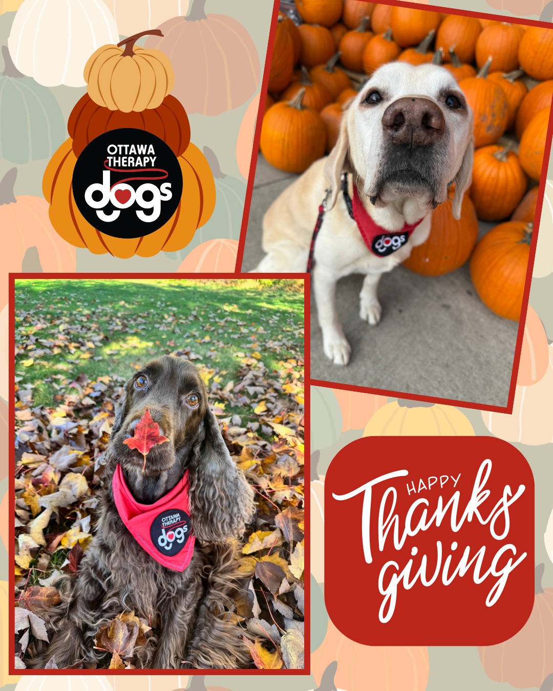 Artemis and Isaac wish everyone a very Happy Thanksgiving on behalf of Ottawa Therapy Dogs! We hope your weekend is filled with relaxation and making new memories with loved ones.🍂