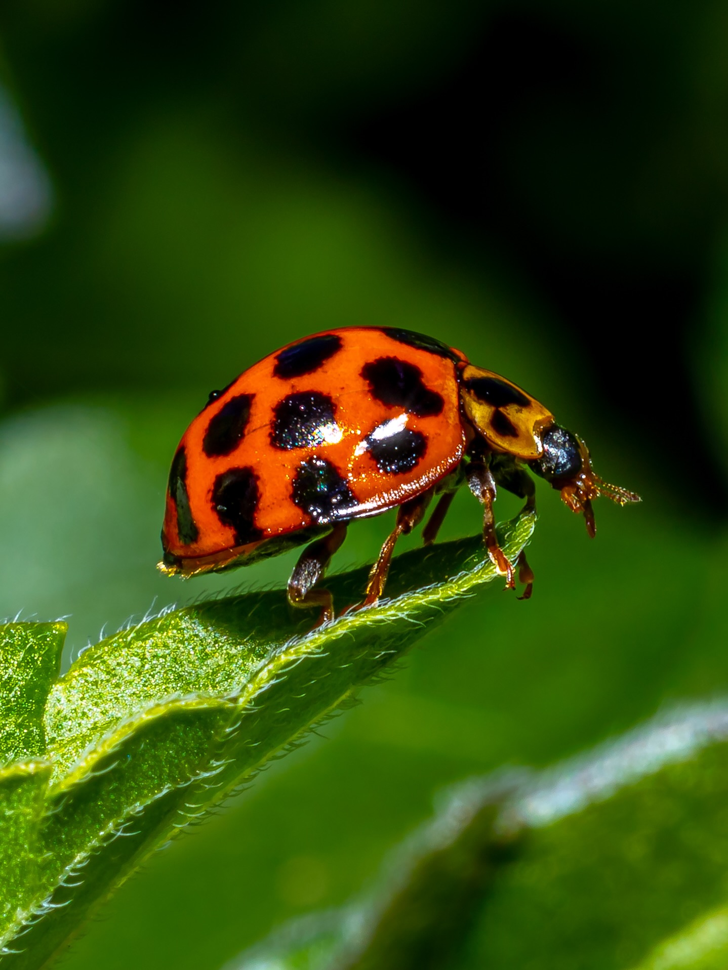 A walk though the Adelaide Botanic Gardens today, the small world is big.
#ausgeo
#canonanz
#naturephotography #wildlifephotography #ladybug #bees #australia
