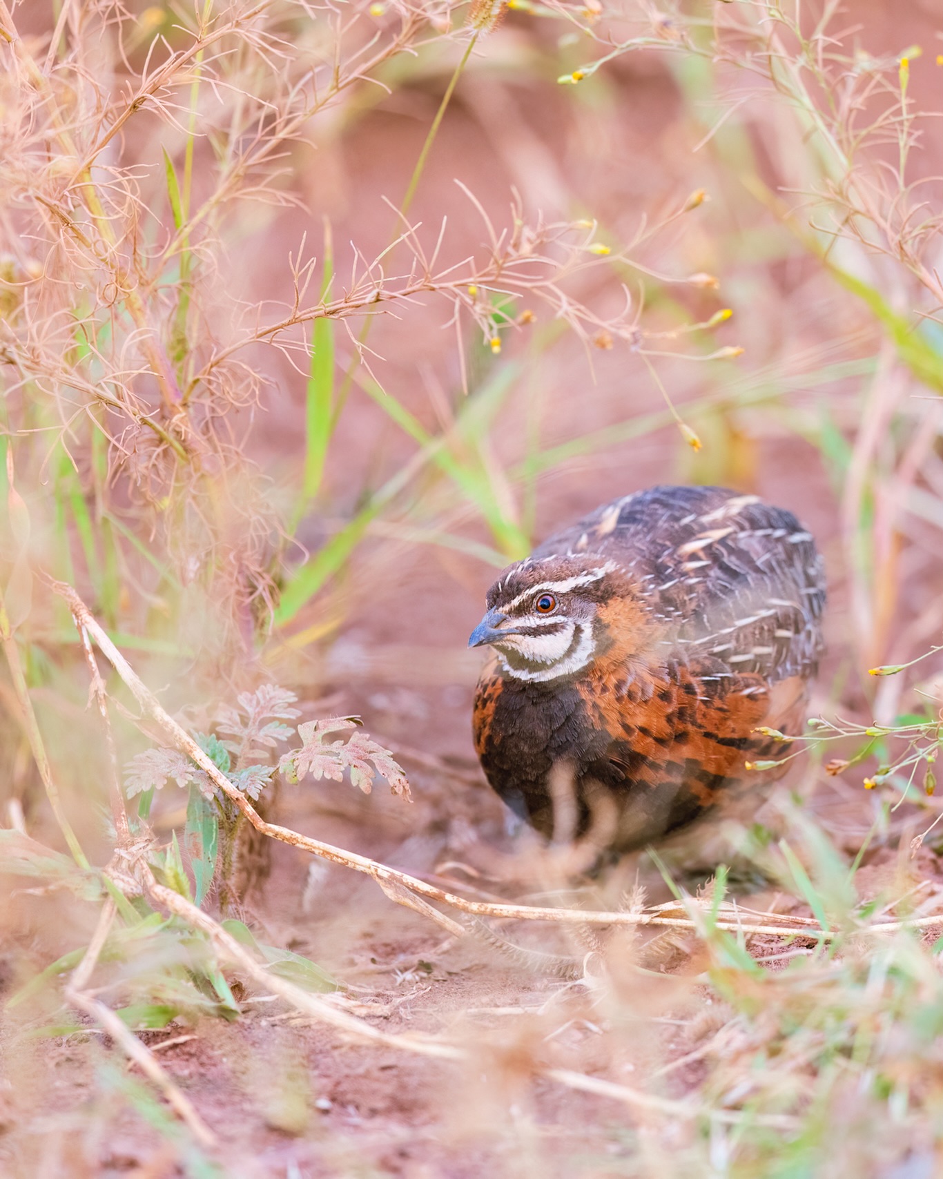 There are so many creatures we see with our eyes but our brains simply can’t connect the dots to reconstruct them in our minds.
☆
Harlequin Quail
☆
#birdman #birdsofig #birding #birdwatching #birders #birdnerd #birdingtrip #birdingtours #birdphotography #birdwatchingtours #birdistheword #bird_brilliance #birdsasart #birdsofafrica #birdsofeastafrica #birdsofkenya #birdingkenya #africanbirds #ostriche #africanamazing #africanature #harlequin #thisisafrica #goldenlight #goldenhour #eye_spy_birds #riftvalley #harlequinquail #birdyourworld