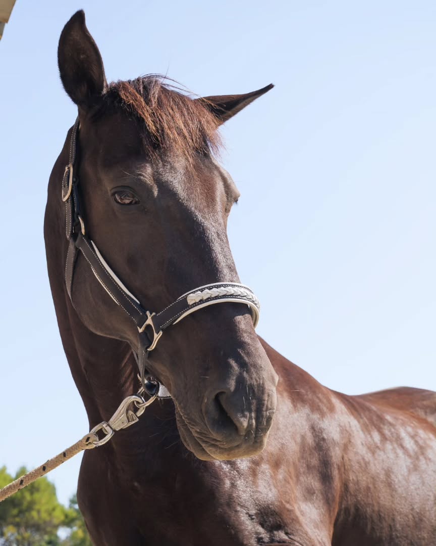 ✨ Le licol tressé ✨
🐴✨ Ciclon porte son nouveau licol !
Noir élégant avec une muserolle tressée en blanc et des doublures assorties… j’adore ce contraste 😍
Et toi, qu’en penses‑tu ? Aimerais-tu ce style de licol pour ton cheval et quelle couleur lui irait le mieux selon toi ? 🎨
Viens me dire en commentaire, je suis curieuse de lire tes idées ! 👇
#latelierduharas #cheval #equitation #licol #styleéquestre #interaction #Cuir #artisandart #madeingard #fabriqueenoccitanie