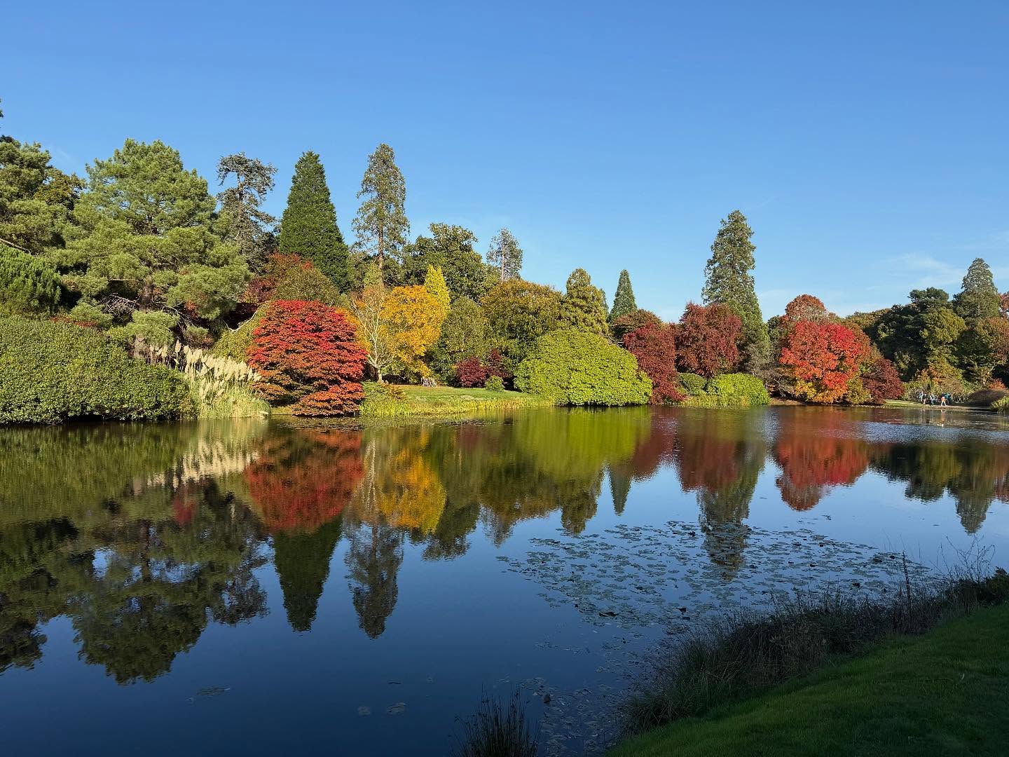 I’m so grateful to the designer who suggested I stop at Sheffield Park and Garden on my return from Sussex Praires Garden on Thursday.
I don’t think there could have been a better afternoon to see the reflected autumn colours in the string of lakes.
We’re so lucky to have access to such stunning places where successive generations of gardeners have combined plants with contrasting form, colour, leaf shape and texture to such great effect.
The garden would also be very striking in Spring when the rhododendrons are out.
There’s also a new Garden of the Future (complete with peacock) designed by @joeperkinsdesign
#nationaltrust #arboretum #watergarden #autumncolours #reflectionphotography #landscapephotography