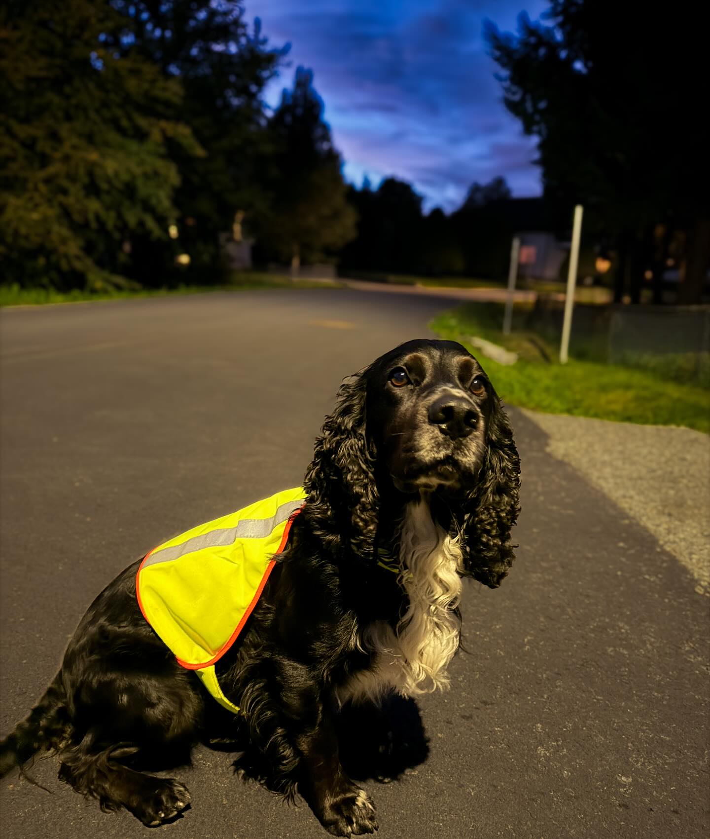 Det er Refleksdagen i dag! 🦺
La oss gjøre høst- og vinterkveldene trygge sammmen! 🌙💛