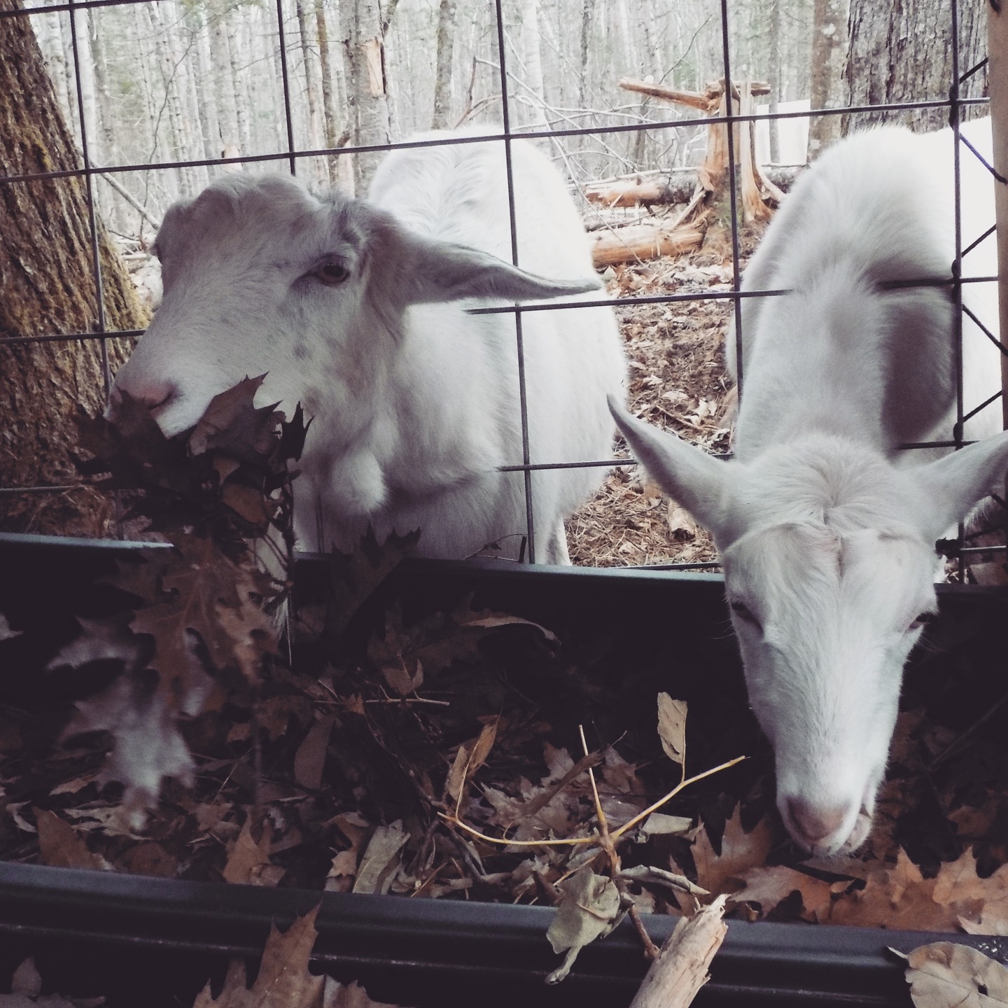 Great research on the nutrient quality of winter forage. Read the whole story in The Natural Farmer
https://online.fliphtml5.com/uhauf/vbuj/#p=24
@mofga @nofavermont @nofanewyork @nofasummerconference @ctnofa @nofamass