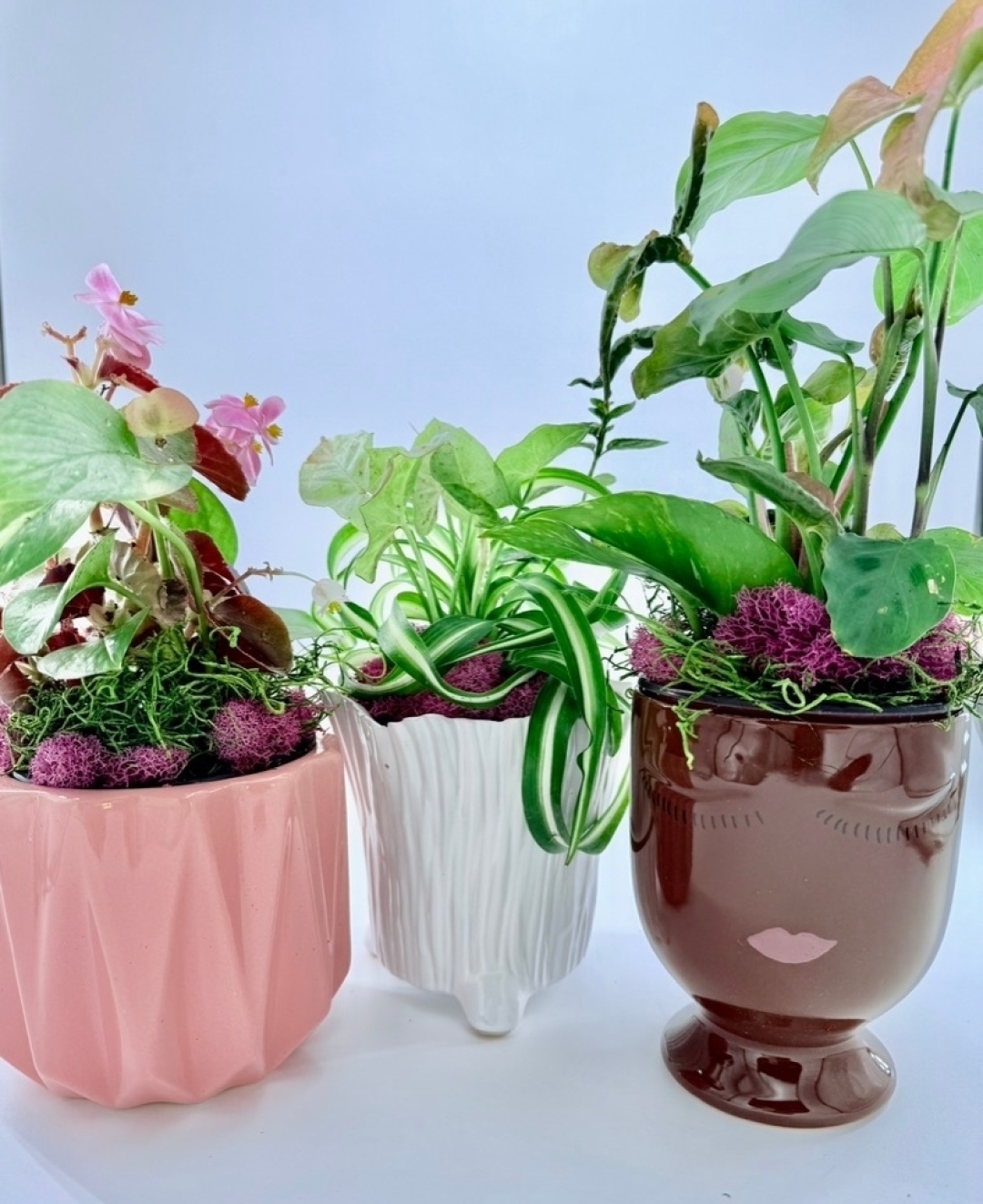 🌸 October is time to spread awareness and offer support to a cause that touches many hearts.Think Pink Tropical Plant Trios are vibrant plant combinations not only bring a pop of color to your home but symbolize hope and strength in the fight against breast cancer. 🌿💖
A portion of purchase the proceeds will go to breast cancer research. 🌼✨
Spread awareness, show love, make a change together! Visit www.potogreens.com to learn more.