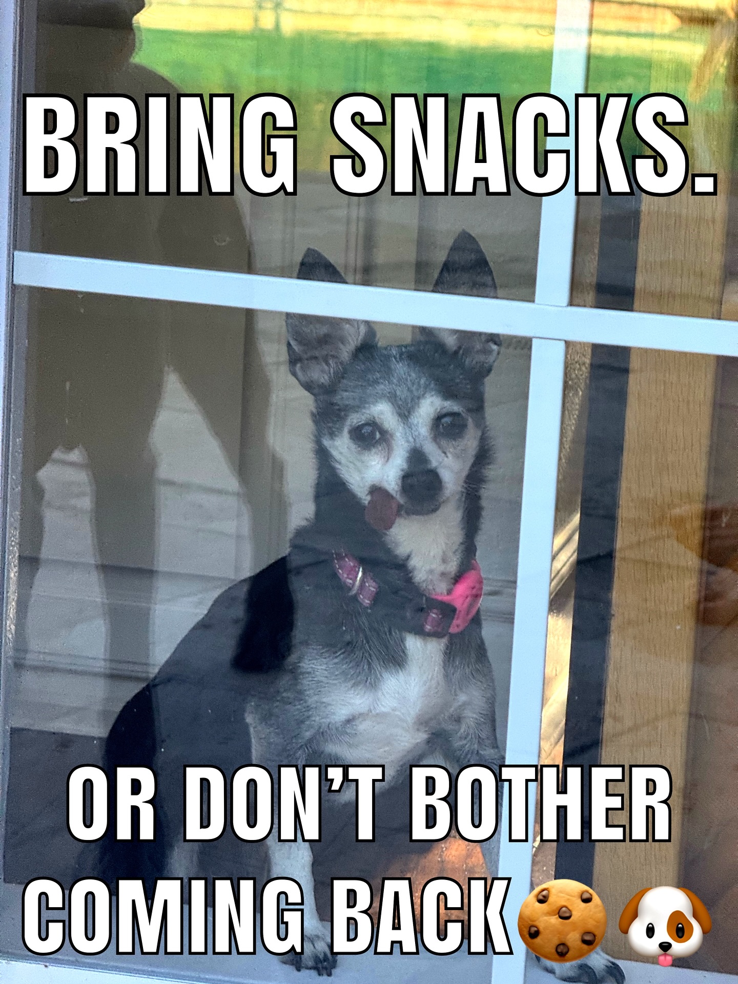 🤣🤣Join us at DOGAROOO — the Ultimate Dog Convention! 🐾🐕🐩
Mark your calendars 🗓️ March 6–7, 2027 at the @pasadena_conventioncenter in Pasadena, CA! This is the can’t-miss event for dog lovers everywhere. 🐶✨
Here’s what you & your pup can look forward to:
✨ Vendors & Sponsors with treats, toys, food & must-have products
🎓 Meet & learn from some of the world’s top dog trainers
🏡 On-site adoption area in partnership with local shelters ❤️
👑 Dog costume contest + “Best in Show” competition
🌳 Dog park, pet games, dog art, fashion and fun for the whole family
Our mission at Dogarooo Convention is simple: create the ultimate experience for dog owners while helping pups across California find their forever homes. 🐾
🐕💼 Interested in sponsoring or booking a booth? Email us through the link in our bio today!
📍 Pasadena Convention Center
📅 March 6–7, 2027
#Dogarooo #DogConvention #pasadenadogs #DogParents #DogsOfInstagram #amazonpets #amazondogs #convention #conventions #rescuedogsofinstagram #dogevent #dogreels #doginfluencer #doginfluencers #doginfluencersofinstagram #dogtoysofinstagram #petexpo #funnydogvideos #dogtraining #dogtrainers #dogtreat #funnydog #losangelesdogs #cutedog #doginfluencersofinstagram #funnydogreels #funnydog #seniordog #dogmeme #dogs #funnydogmemes #chihuahuas