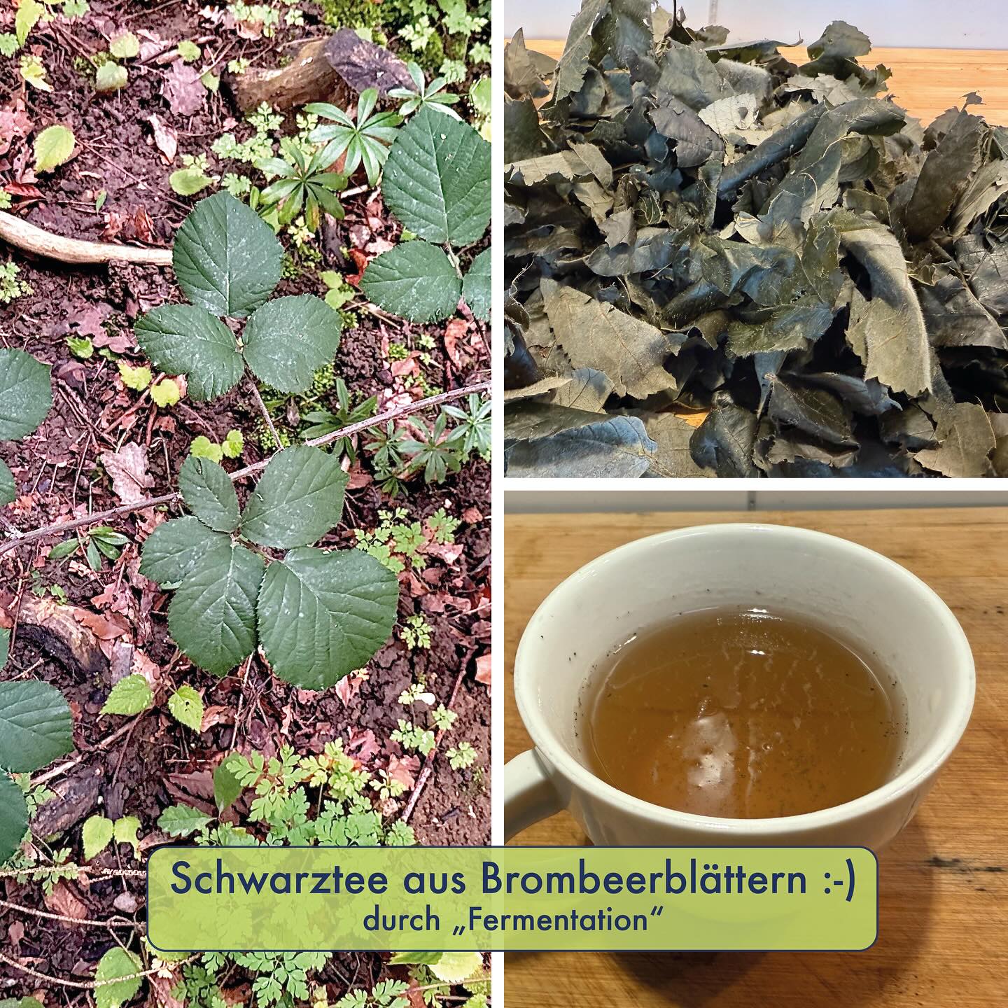 FERMENTIERTE BROMBEER-BLÄTTER 🌿🍓
Schwarztee entsteht nicht direkt am Strauch der Teepflanze, sondern durchläuft nach dem Pflücken der Blätter noch den Herstellungsschritt einer „Fermentation“. Die Teeblätter werden erst angewelkt, dann geknetet / gerollt und dann mehrere Stunden gelagert („fermentiert“), ehe sich dann der angenehme Geschmack entfaltet.
Es gibt auch ein paar Wildkräuter, aus denen kann man die Blätter nach dem gleichen Prinzip wie Schwarztee durch eine „Fermentation“ so zubereiten kann, dass sich daraus ein blumig-süsslich-fruchtiges Aroma bildet. Bekannt ist dies vor allem mit dem Schmalblättrigen Weidenrösschen (Tee daraus auch bekannt unter dem Namen „Ivan Chai“) und darüber habe ich erst kürzlich einen Instagram-Beitrag verfasst, inkl. Anleitung dazu.
Weitere bekannte Arten wo das möglich ist, sind Brombeer-, Himbeer- oder Erdbeerblätter und möglicherweise funktioniert das auch mit vielen weiteren Arten. Wichtig ist, dass die Blätter einen hohen Gehalt an Polyphenolen (Gerbstoffe, Flavonoide, Phenolsäuren,…) aufweisen und das Enzym „Polyphenoloxidase“ enthalten. Letzteres oxidiert dann bei dieser „Fermentation“ diese Polyphenole. (also nur eine enzymatische Reaktion, resp. keine echte Fermentation mit Mikroorganismen). Die Enzyme befinden sich in den Blattzellen jedoch in abgeschlossenen Bereichen, weshalb vorgängig durch das Kneten und Rollen der Zellverband aufgebrochen werden muss.
Man kann diesen Oxidationsprozess auch zB bei aufgeschnittenen Äpfel beobachten, wo sich aus dem Polyphenol „Chlorogensäure“ Quinone bilden. Daraus entstehen wiederum braune Pigmente und so auch die Braunfärbung. Bei der Oxidation in den Blättern von Weidenrösschen, Teepflanze, Brombeere, usw. bilden sich hingegen, ausgehend von anderen Polyphenol-Ausgangsstoffen (u.a. Catechine), angenehm duftende Aromastoffe (wie z.B. Theaflavine, Therubigene).
Warum denn die Polyphenole bei Verletzungen der Blattgewebes oxidiert werden, dazu werden je nach Art verschiedene Gründe genannt, wie Frassschutz, Schutz vor oxidativem Stress, Versieglung der Wunde, usw. Bei vielen Arten ist der genaue Mechanismus dahinter jedoch noch nicht eindeutig geklärt.