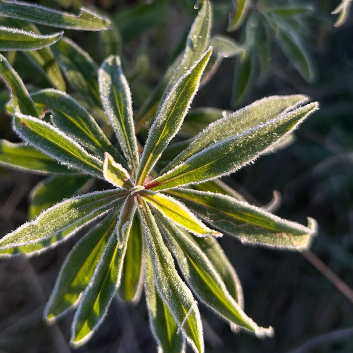 It was a
R I S E &
S H I N E
kinda morning.
Beautiful but
freezing.
#frost #achillintheair #seasonschange #mwordsphoto