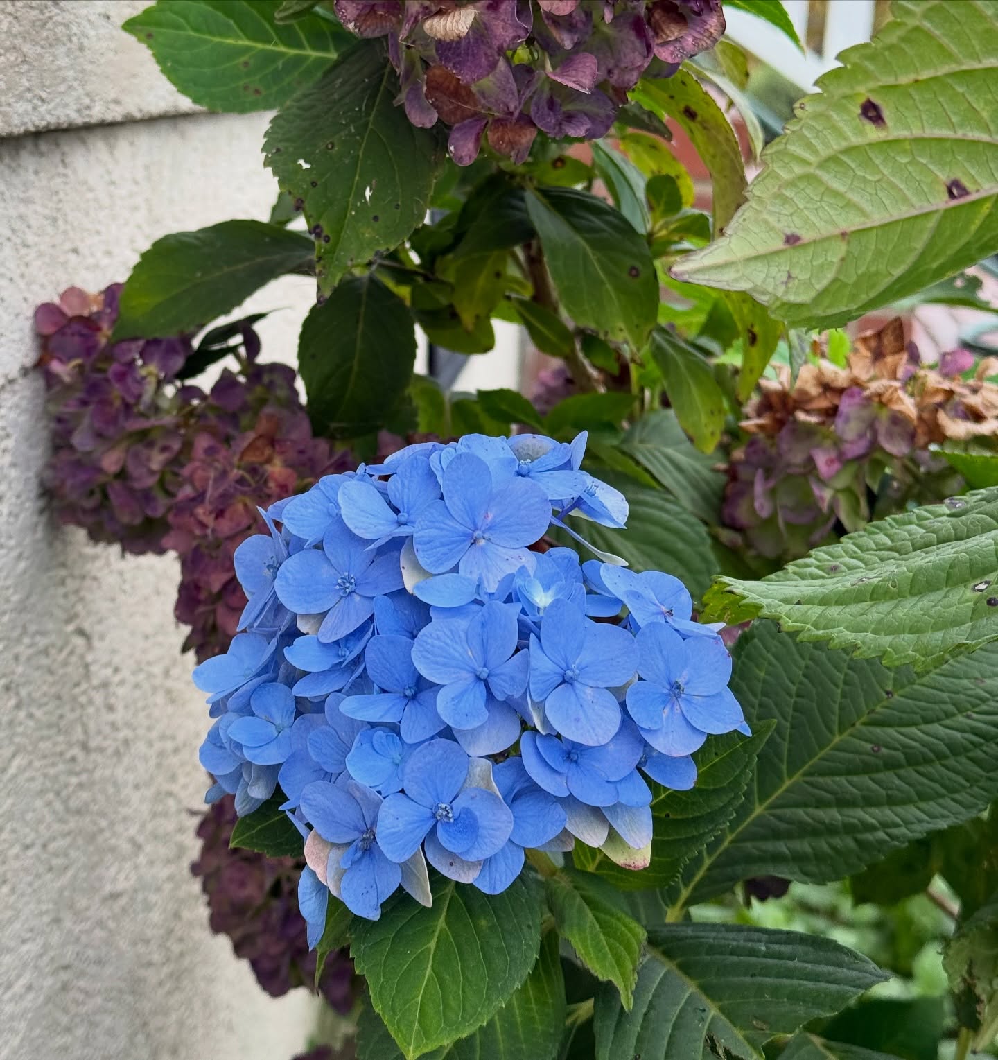 A late bloomer…. Was pulling weeds and trimming and there was just one beautiful blue hydrangea bloom.