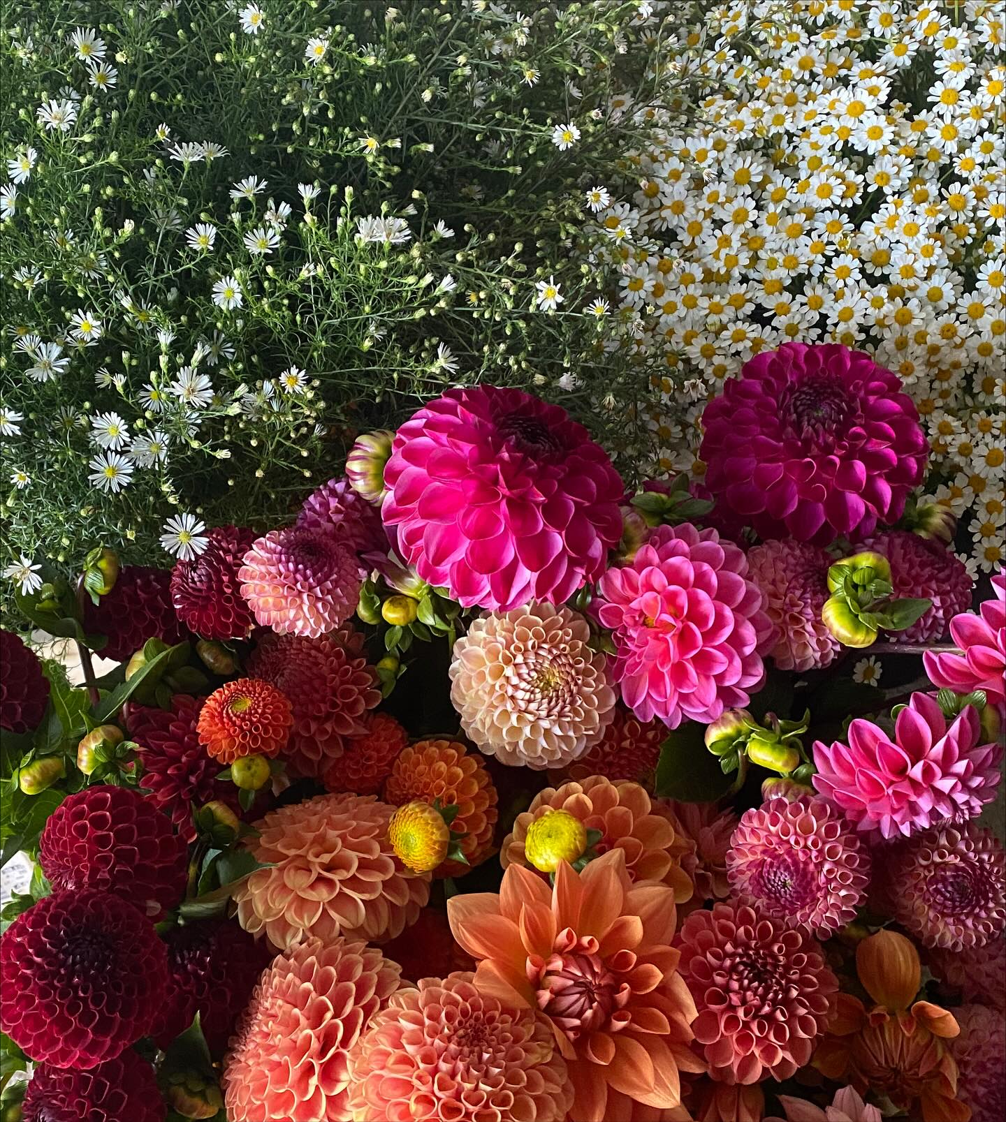 Looking back over the last few weeksβ¦ itβs not every year that I have flowers of good enough quality for my customers right into October. Iβve been very grateful for the dry and mild weather this month . A few final orders to complete before shutting down sales of fresh flowers for the 2025 season. Thank you everyone for your support. What a wonderful season for locally grown flowers π₯°
πππ