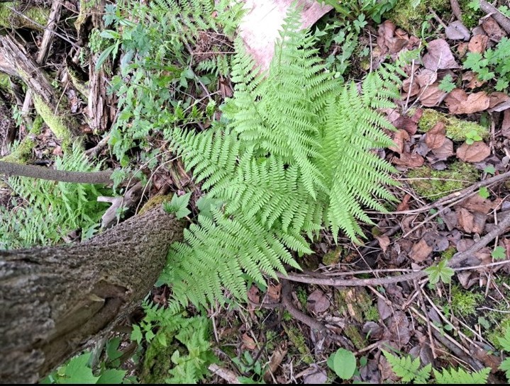 New Arrival!
Meet Northern Lady Fern (Athyrium angustum) — the native fern that brings graceful movement and ecological strength to shaded gardens, woodland edges, and riparian areas.
💧 Thrives in cool, moist soil
🌱 Stabilizes soil and supports forest biodiversity
🪶 Provides habitat for small animals and pollinators
Perfect for pocket woodlands and understory plantings, it’s a small plant with a big ecological impact.
🌿 Planting to Protect. Restoring to Thrive.
@OriginNativePlants
OriginNativePlants.com
#NewArrival #NorthernLadyFern #AthyriumAngustum #NativeFerns #WoodlandGarden #ForestRestoration #ShadeLovingPlants #OriginNativePlants #ResilientByNature #RiparianRestoration #PlantNativeSaveNature #BiodiversityBoost #EcoDesign