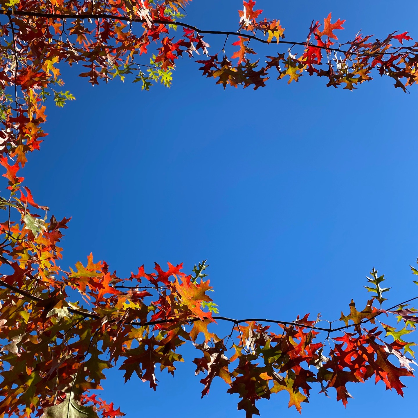 It’s autumn: the days are shorter, the nights are cooler, and the beautiful clear blue skies nicely frame the vibrant red and yellow leaves here in the Fraser Valley. And here’s an edible homage to autumn: Calabrian hot pepper jam photographed at last Sunday’s @MountPleasantFarmersMarket by the very artistically talented @lauragibsonnov, who is also our Amazing VFM District Manager. The appearance of this most recent addition to the Epicure Preserves’ product line up is thanks to a @farmersmarketWhiteRock customer who asked if we had any hot pepper jam for sale. So the next week when a Kitsilano @vanmarkets customer enthusiastically pointed out some Calabrian hot peppers for sale @SteinMountainFarm stall, over I went to check them out! After experimenting with an Italian recipe (after all these peppers are the jewel of Calibri!), this lovely fruity, smokey and slightly hot jam has made its way to the autumn product lineup. (Calabrian peppers are midway between jalapenos and habaneros on the Scoville heat scale.) Great with your egg poppers in the morning, use a tablespoon to spice up your pasta sauce, and try it as a glaze for roasted veggies. We’ve only got a small batch, so come on by for a taste before they’re sold out! And “Sold Out” was a big theme for our last Kits market! Thank you to all our wonderful customers who appreciate all the love and science that goes into creating our delectable products, and who buy us out!
We now have our winter market dates and it’s going to be a relatively short season as we have no Kitsilano dates in December (yet), plus we’ll be taking another 8 weeks off after Christmas, coming back for Valentine’s Day at Riley Park on February 14th.
Here are market dates and locations through to the end of December:
Riley Park on Saturday Oct 18, Nov 8, 22, Dec 6.
UBC Farm Market on Saturday Oct 25. Nov 1, 15, 29.
Mount Pleasant on Sunday Oct 26.
Kitsilano on Sunday Oct 19, Nov 16, 30.
Coquitlam on Sunday Nov 9, 23; Dec 13th for an indoor Christmas Market
#coquitlammarket
#ubcfarm
#BCfarmersmarkets
#yougottabehere
#farmtotable
#supportlocal
