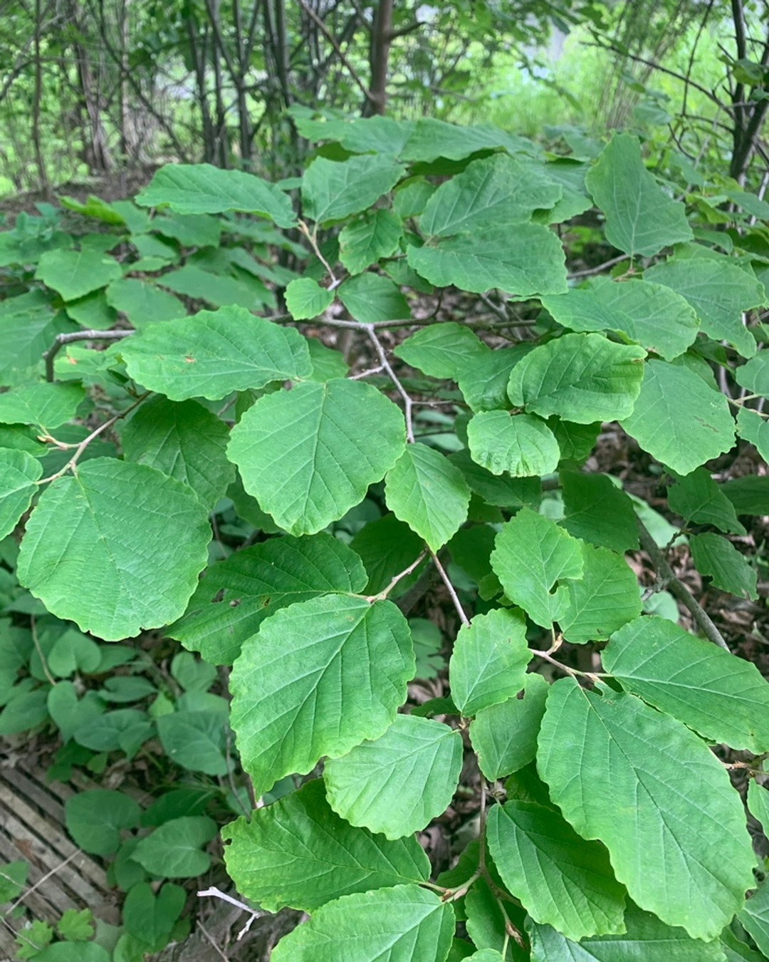 Our new smaller witch hazel! Ideal as a stunning shrub or a small tree, it brings color and life to any corner of your garden. 💚Visit now: https://wix.to/o3srAiS #GardenLove #PlantMagic #WitchHazel