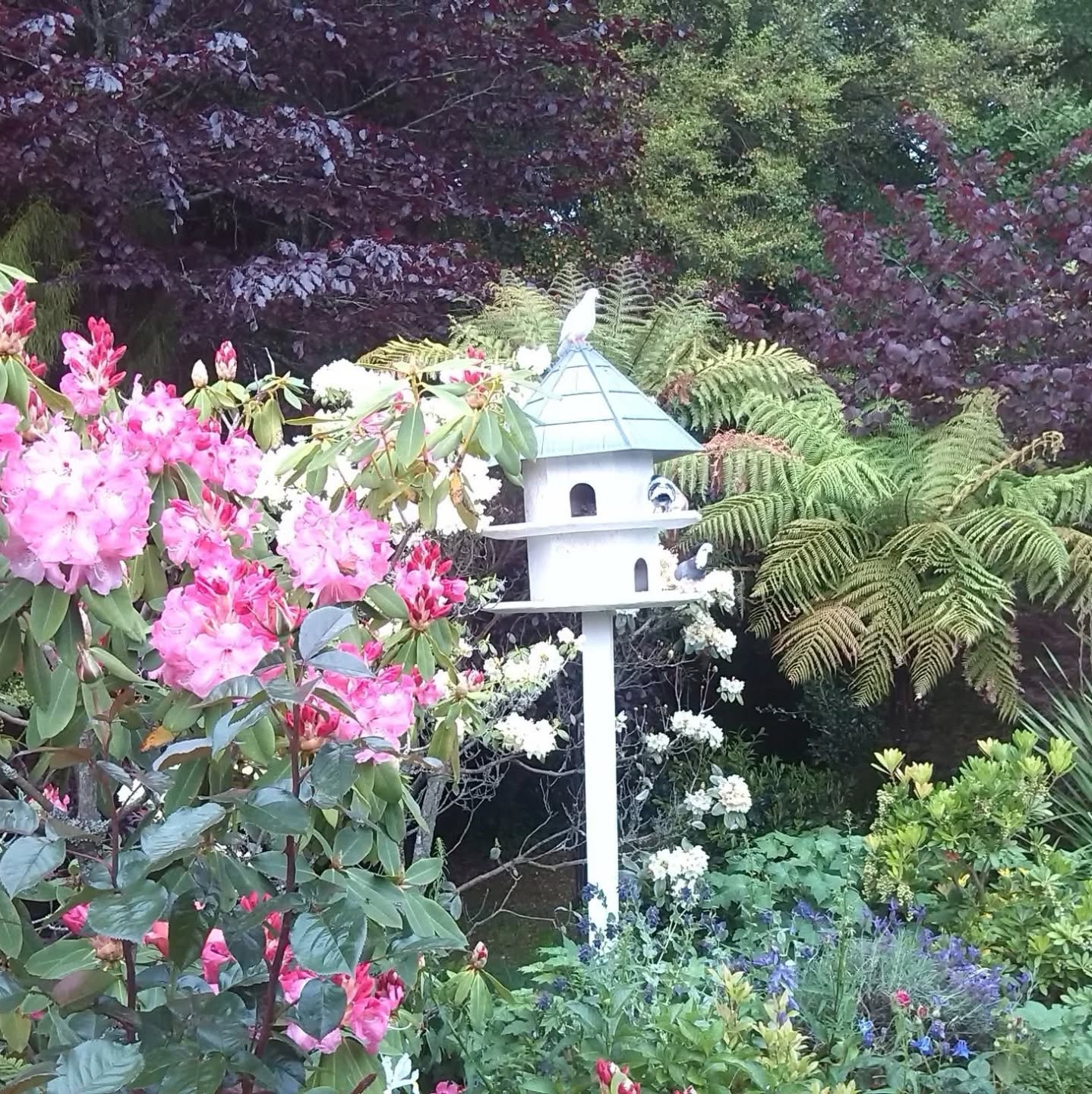 A peek at another one of the amazing gardens in our 2025 Rotorua Festival of Gardens
If you have been to the festival in previous years you are bound to have visited this amazing garden, roses, rhododendrons, ferns, doves, the occasional visiting ducks and lots more there is always lots to see and explore
Tickets are on sale now via our website
www.rotoruagardens.org.nz
Or from Palmers Rotorua
#rotoruaevents #rotoruagardenfestival #rotoruaactivities #Rotorua #nzgardener #kiwigardener #nzhouseandgarden