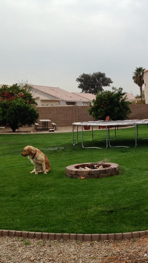 🌱 Want a green lawn without the high cost of sod? Try planting Bermuda or winter Rye seed instead! All you need is a reliable irrigation system (we can help with that!), consistent watering, and a little patience. Give us a call for an estimate on sprinkler system or grass installation services!