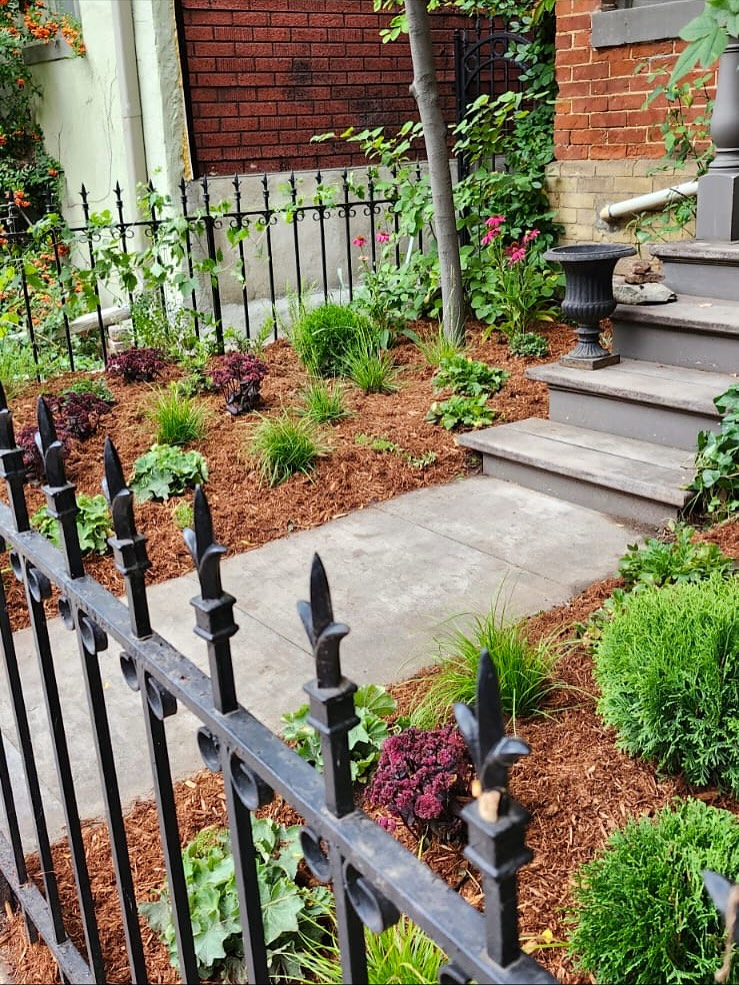 🎶 My milkweed brings all the bees to the yard! 🐝 And they’re like, this is better than weeds! 🎵
Brought the buzz to Cabbagetown for this one. We wanted to create a minimalist palette with as much variety without overwhelming the space, and making sure that something is always in bloom. No garden is too small! 🌸
#lunagardenscapes
#torontogardens
#torontolandscapes
#torontogardeners
#torontolandscapers
#pollinatorgarden
#cabbagetown
#allthebuzz
#gardendesign