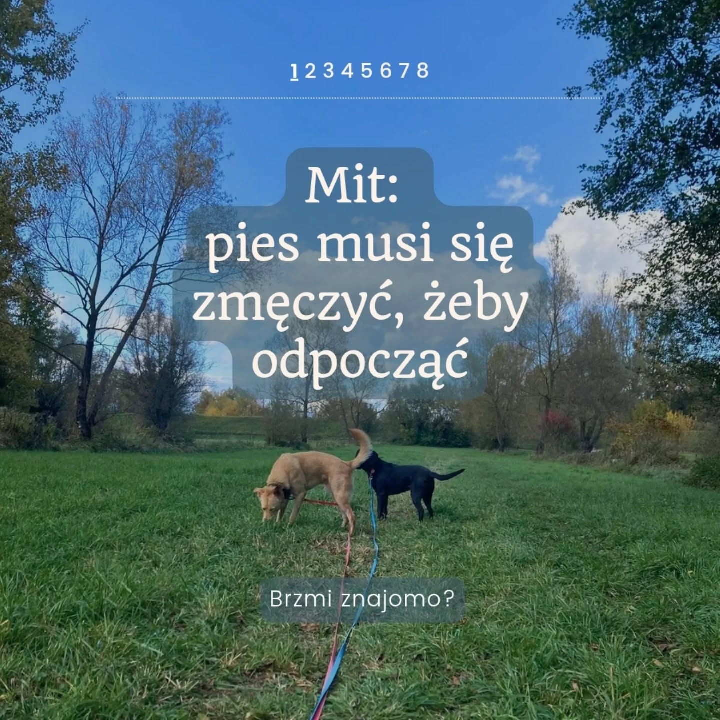 „Pies musi się zmęczyć, żeby odpocząć.”
Słyszeliście to?
To jedno z najczęstszych przekonań, które przynoszą do nas opiekunowie. Wydaje się logiczne – pies po spacerze jest spokojny, więc im dłuższy spacer, tym lepiej.
Tyle że zmęczenie i spokój to nie to samo.
Pies może być wyczerpany fizycznie, a wciąż napięty emocjonalnie. Może zasnąć, ale jego ciało nie odpoczywa – tylko regeneruje siły, żeby dalej czuwać.
W Merdu-Merdu dbamy o to, by psy miały czas nie tylko na ruch, ale też na wyciszenie. Stały rytm dnia, powtarzalność i przewidywalność to dla psów sygnał: „tu jest bezpiecznie”.
I dopiero wtedy pies naprawdę odpoczywa.
Nie po godzinie biegania, ale po chwili, kiedy wreszcie nie musi być w gotowości.
💬 A Twój pies? Potrafi się sam wyciszyć, czy jeszcze uczy się odpoczywać?
📍 Coraz częściej myślę o tym, żeby pokazywać też drugą stronę tej pracy — o tym, jak opiekować się psami zawodowo i z głową. Może kiedyś przerodzi się to w coś większego. Na razie dojrzewam do pomysłu.
#merdumerdu #hotelpsow #pieswhotelu #psiakomfort #psihotel #warszawazpsem #nowydwormazowiecki #psibehawior #spokojnypies #relaksdlapsa #opiekanadpsem #behawiorpsa #psiedobrostan #doghotel #petsitterwarszawa #pracazpsami