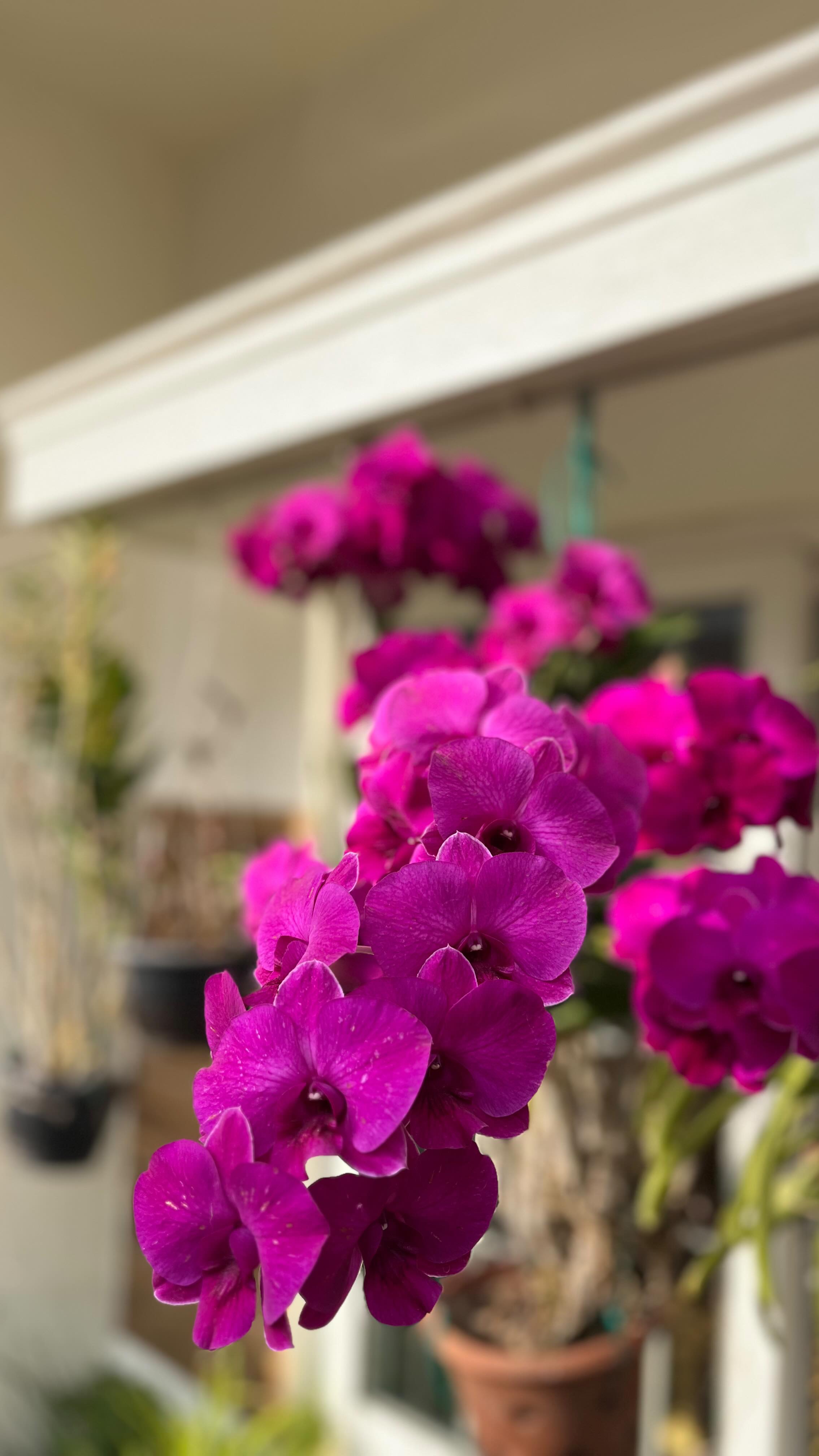 Nature always speaks, you just gotta know how to listen 🪴
#orchid #garden #flower