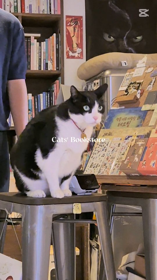 “A hidden cat bookstore in Seongbuk-dong 🐾📖”
Tucked away in a quiet alley of Seongbuk-dong, there’s a cozy little bookstore ruled by cats.
It’s called “ChaekBonyang (책보냥)”, where the shelves are filled with cat books and adorable cat-themed goods.
The resident cat strolls around like the true owner- cute, calm, and slightly aloof in the most elegant way.
If you’re a cat person, this place is a must-visit spot in Seoul.
A perfect hideaway for book lovers and cat lovers alike. ☕🐈