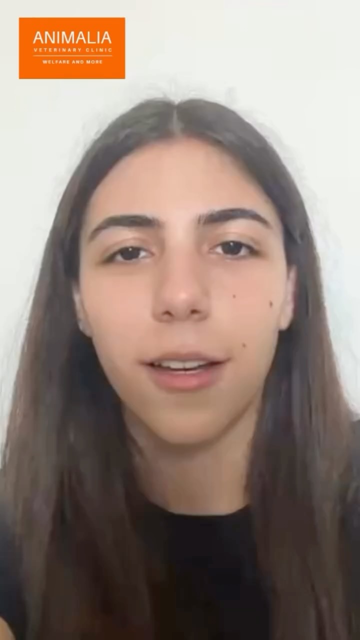 Amazing work of Animalia interns - Jenna,
Martin and Alexander - spreading awareness of the importance of community cat feeding and sterilization programs. These programs are vital to improve animal welfare in your community. If you too would like to be part of the solution and join our animal welfare ambassador program or Duke of Edinburgh award program please get in touch. We have exciting news to announce soon 🐈⬛
#animaliauae #uae #loveuae #cats #animals #animalwelfareinschools #communitycats #animalrescue #abudhabi #animalcare #vetclinic #veterinaryhospital #veterinaryclinic#mastersurgeon #surgery #adoptdontshop #catadoption #education #animaliapaws #animalwelfareabudhabi#animalwelfareeducation #youthprograms #sustainability #yearofcommunity #uae2025 @dofeuk @animaliauae