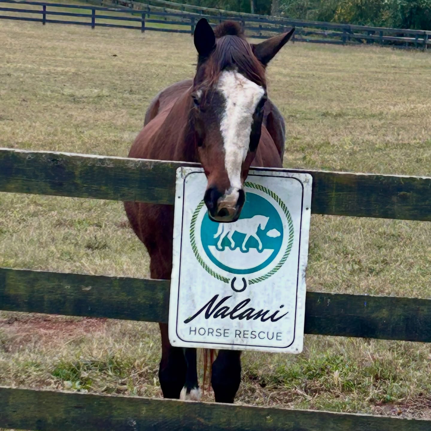 Captain sure knows how to work it! 🥰🩵 #horse #rescuehorsesofinstagram