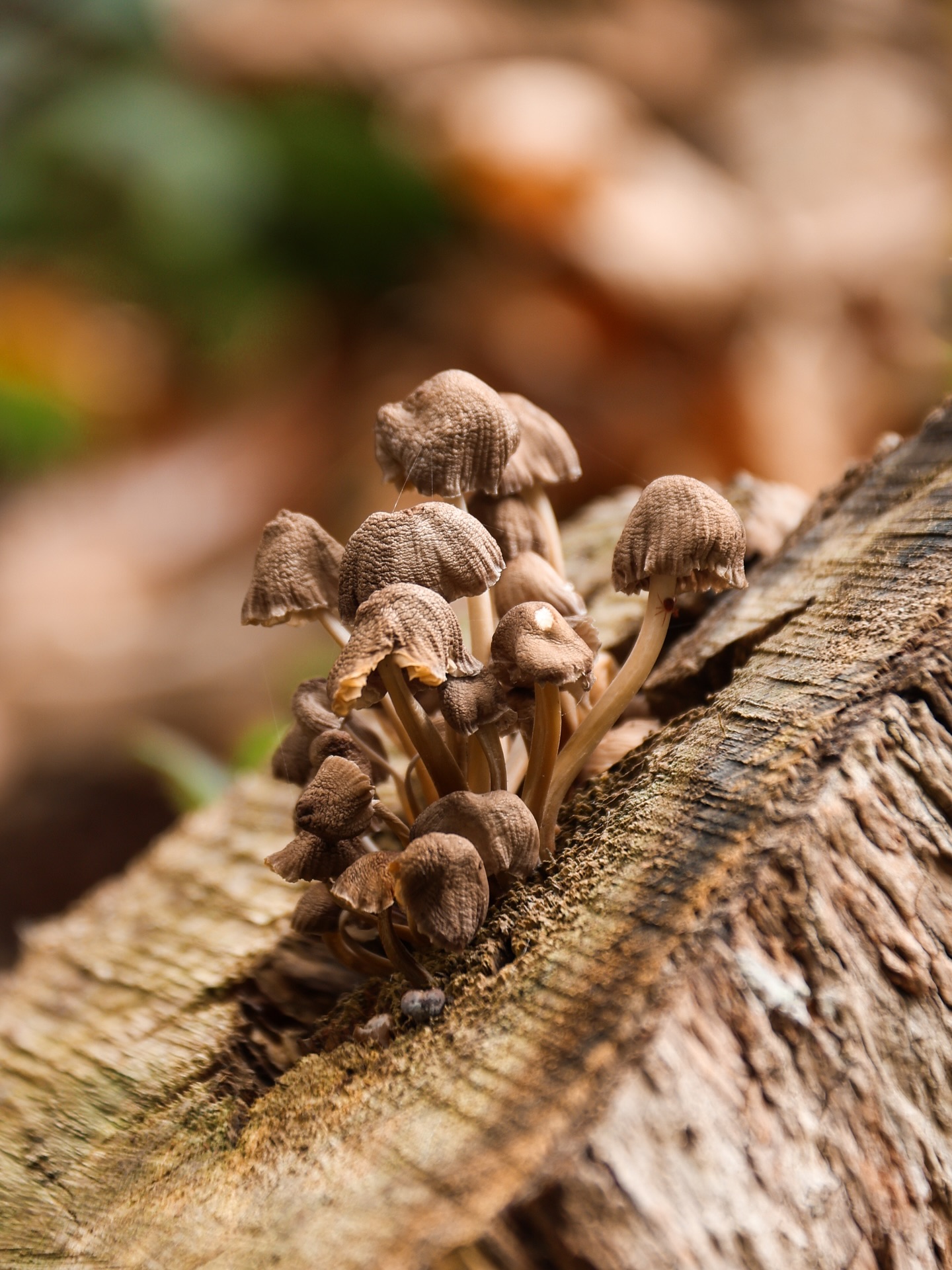 An interlude — one day among many missed.
Mushrooms in every shade and shape, hidden in moss and leaf-fall at Arundel Park. A day of damp air, soft light, and old streets that asked me to linger.
I’ll catch up on the weeks I’ve lost, but for now - just this day, kept and written down.