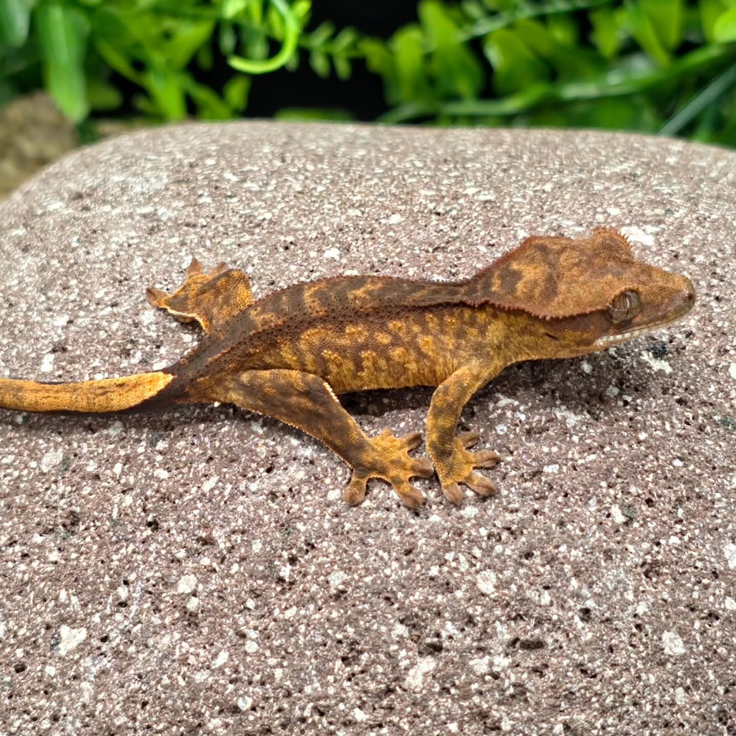 I like them funky, do you?
#crestedgeckos #cresredgecko #gecko #geckosofig #reptiles #reptilelover #reptilesofinstagram #newcaledoniagecko #geckos #reptile