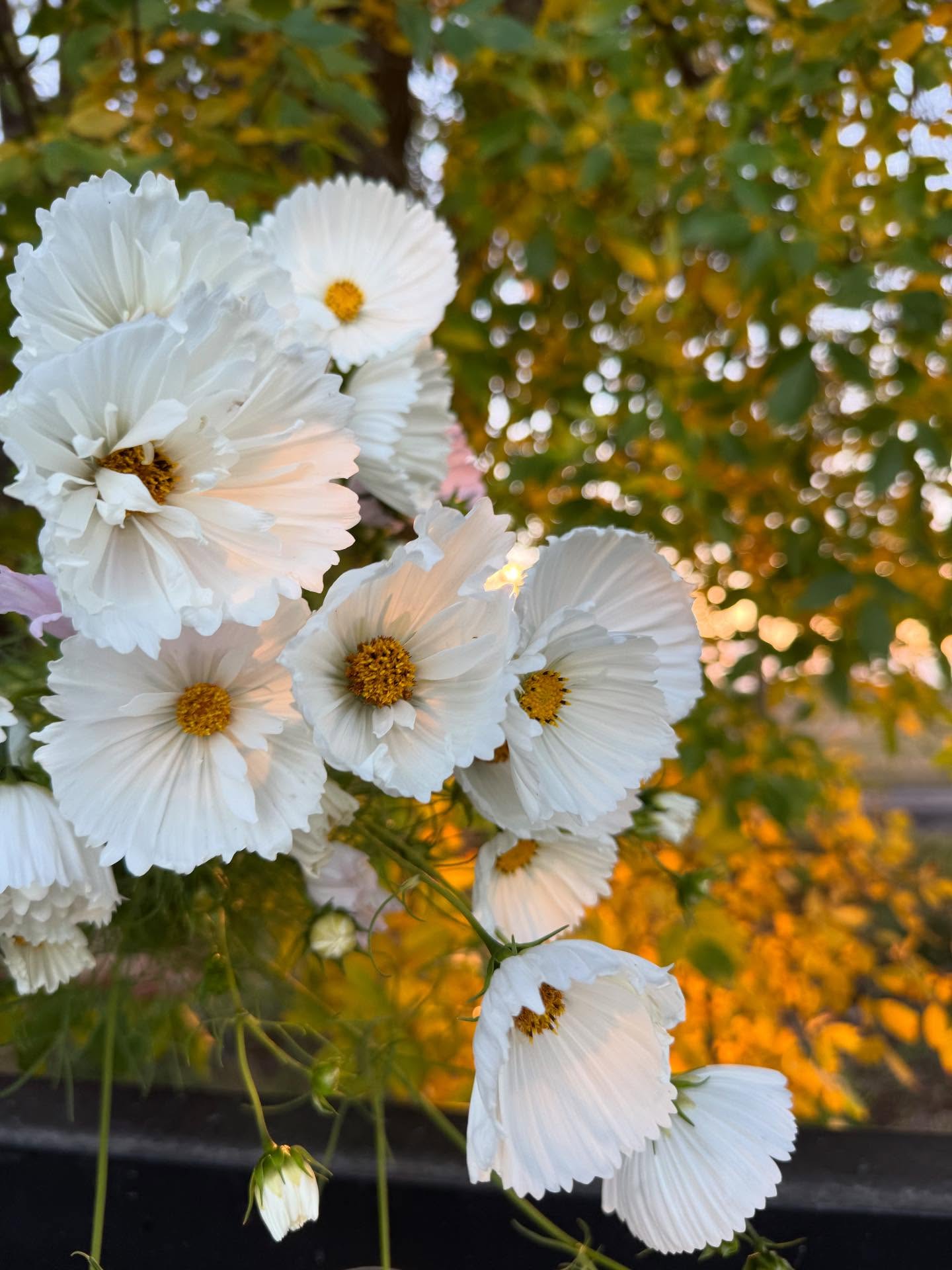 Slowing of the seasons. Time for baking cupcakes instead of only harvesting them.
#flowerfarm #406 #grownnotflown #supportlocal #montana #billings #laurel #redlodge #cosmos #flowers