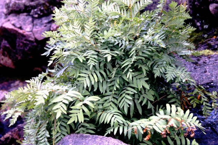 👑 New Arrival!
The Royal Fern (Osmunda spectabilis) isn’t just beautiful — it’s ancient.
This lineage has flourished for over 200 million years, surviving the dinosaurs and still thriving today in Ontario’s wetlands and shaded forests. 🌿
💧 Loves moist, shaded soils
🌱 Great for pocket wetlands, rain gardens, and woodland edges
🪶 Supports biodiversity and soil stability
A living fossil that proves true resilience stands the test of time.
🌿 Planting to Protect. Restoring to Thrive.
@OriginNativePlants
OriginNativePlants.com
#NewArrival #RoyalFern #OsmundaSpectabilis #AncientPlants #NativeFerns #WetlandRestoration #PocketWetland #RainGardenDesign #OriginNativePlants #PlantNative #ResilientByNature #EcoGuelph #NatureEndures