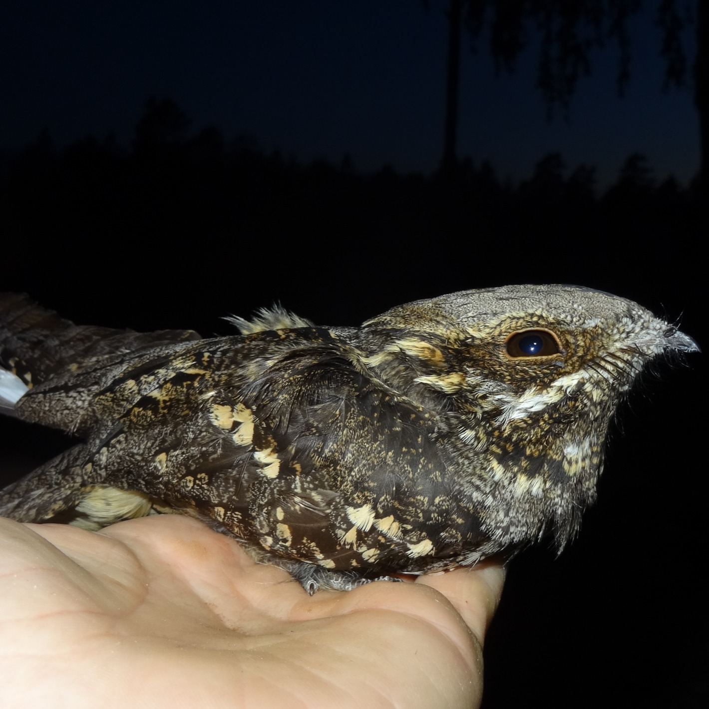 GLOBAL NIGHTJAR NETWORK BLOG – #1 HOMESICK NIGHTJARS
Have you been wondering how the GNN has been doing lately? Fear not – we're still going strong and working to bring you more caprimulgid-related content, activities, and webinars in the near future!
Thanks to the efforts of Gabriel Norevik, Logan Parker, and the rest of the steering committee, we've launched our new blog. The best part? Contributions are welcome! If you'd like to showcase your recent research or share a field story, get in touch at info@globalnightjar.org. We'll gladly help you craft your post.
In our inaugural blog entry, Gabriel explores the fascinating story of habitat use and site fidelity in European Nightjars (Caprimulgus europaeus). These birds not only return to the same breeding sites, but often also to nearly the same wintering areas! Their migration routes, however, show flexibility shaped by multiple ecological factors – all beautifully discussed in the post.
Read it here: https://www.globalnightjar.org/post/how-homesick-are-migratory-european-nightjars