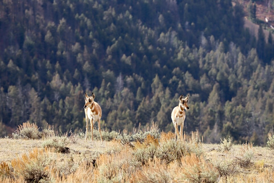 I grew up near Yellowstone National Park.
Every time I go back, I feel that same childlike awe. But I also feel how the park has changed. The crowds grow, the quiet places shrink, and yet… the magic endures. It just takes more intention to find it.
Finding the wilds of Yellowstone isn’t as easy as it once was — which somehow makes it feel even more sacred. The true wilderness is still there, waiting for the ones willing to slow down, listen, and wander a little further. 🌾🔥🦬
#Yellowstone #FindTheWild #RoadTrip #NationalParks #MontanaRoots #WildHearted #AdventureStories