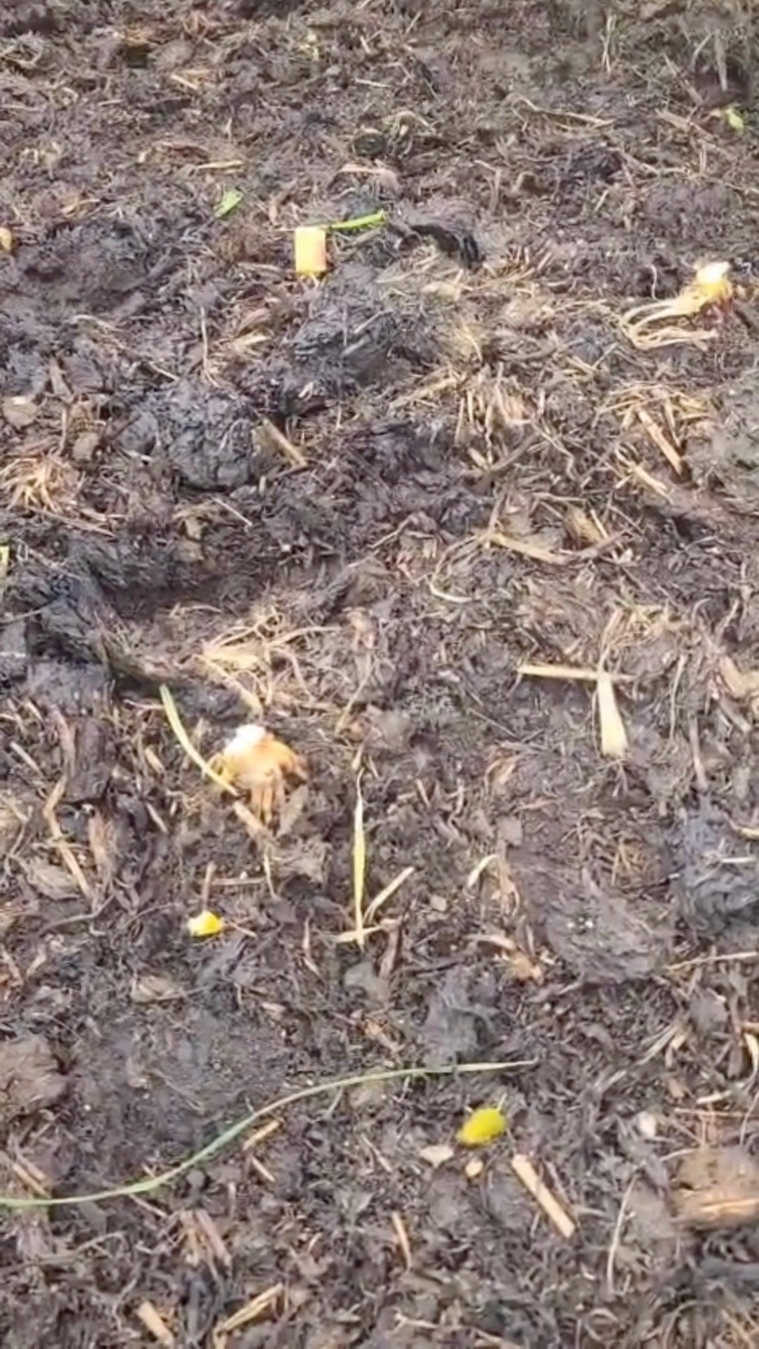 Hey, I'm back making allotment videos!
I'm really excited because this time last year, all the beds were filled with grass, and there was no manure left for our beds 😂
This year, we can see how far we've come and be happy about how much produce we've had ❤
It is hard work at this time of year, but it's well worth it!
#allotmentlove #allotmentuk #allotmentlife #growyourown #vegetablegarden