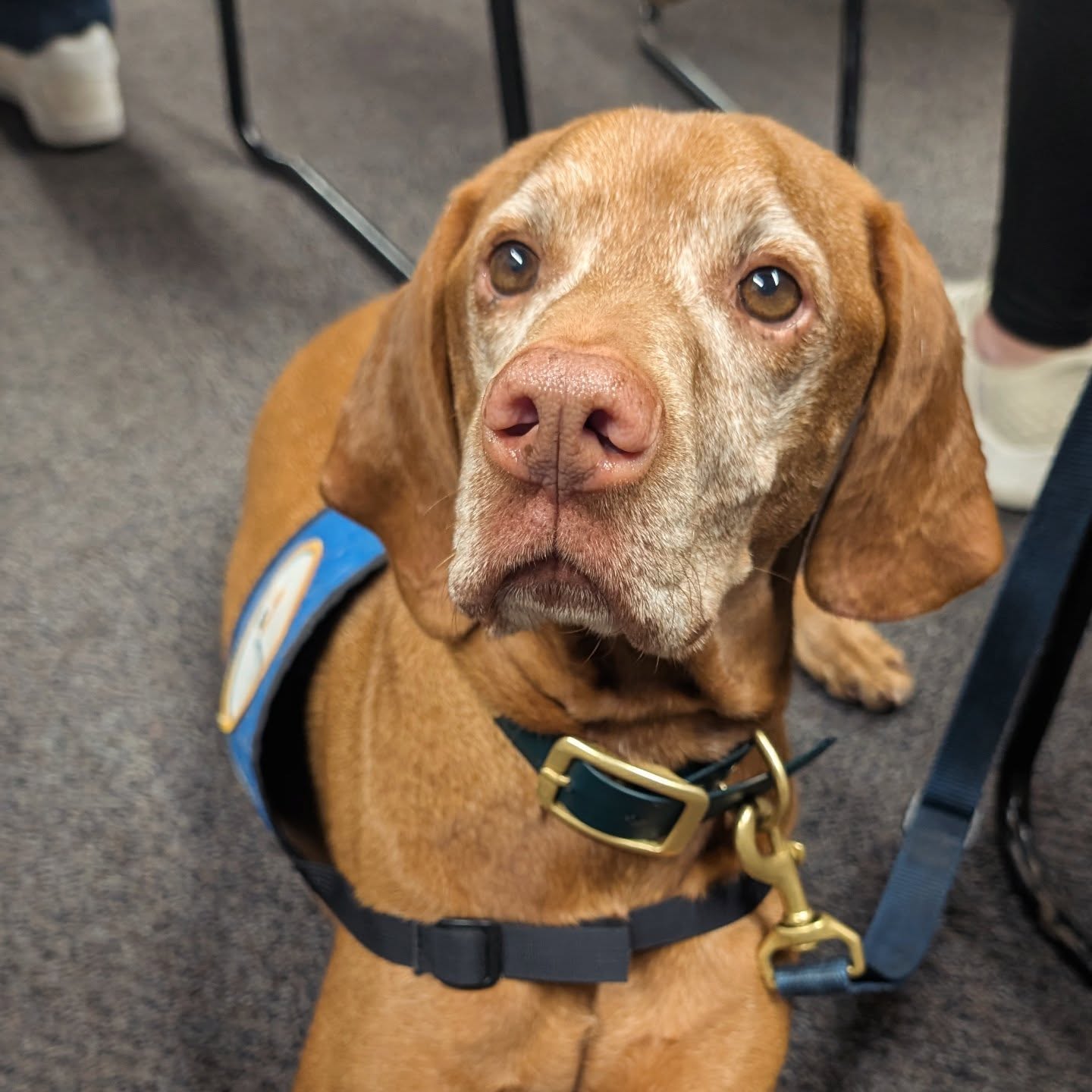 Work mode
.
#therapydog #workingdog #workingvizsla #vizslalife #vizslasofinstagram #vizslaoftheday #sugarface #caninetherapycorps