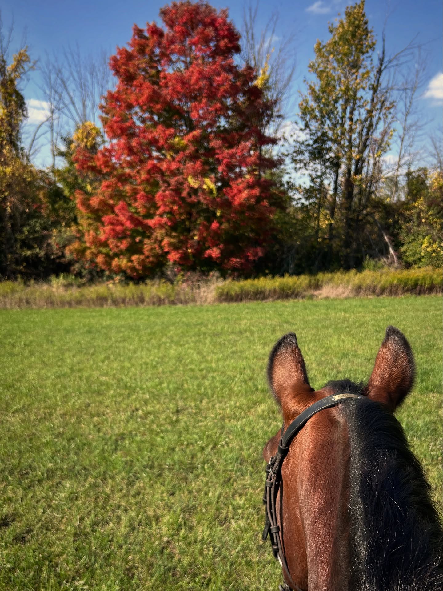 Thankful ❤️🧡💛🍁🍂
We hope everyone had a lovely long weekend with their human and/ or equine, families!
#happythanksgiving #thankful #thankfulforhorses #thankfulforfamily #longweekendride #tufftherapeuticridingfoundation #horsesarementalhealth