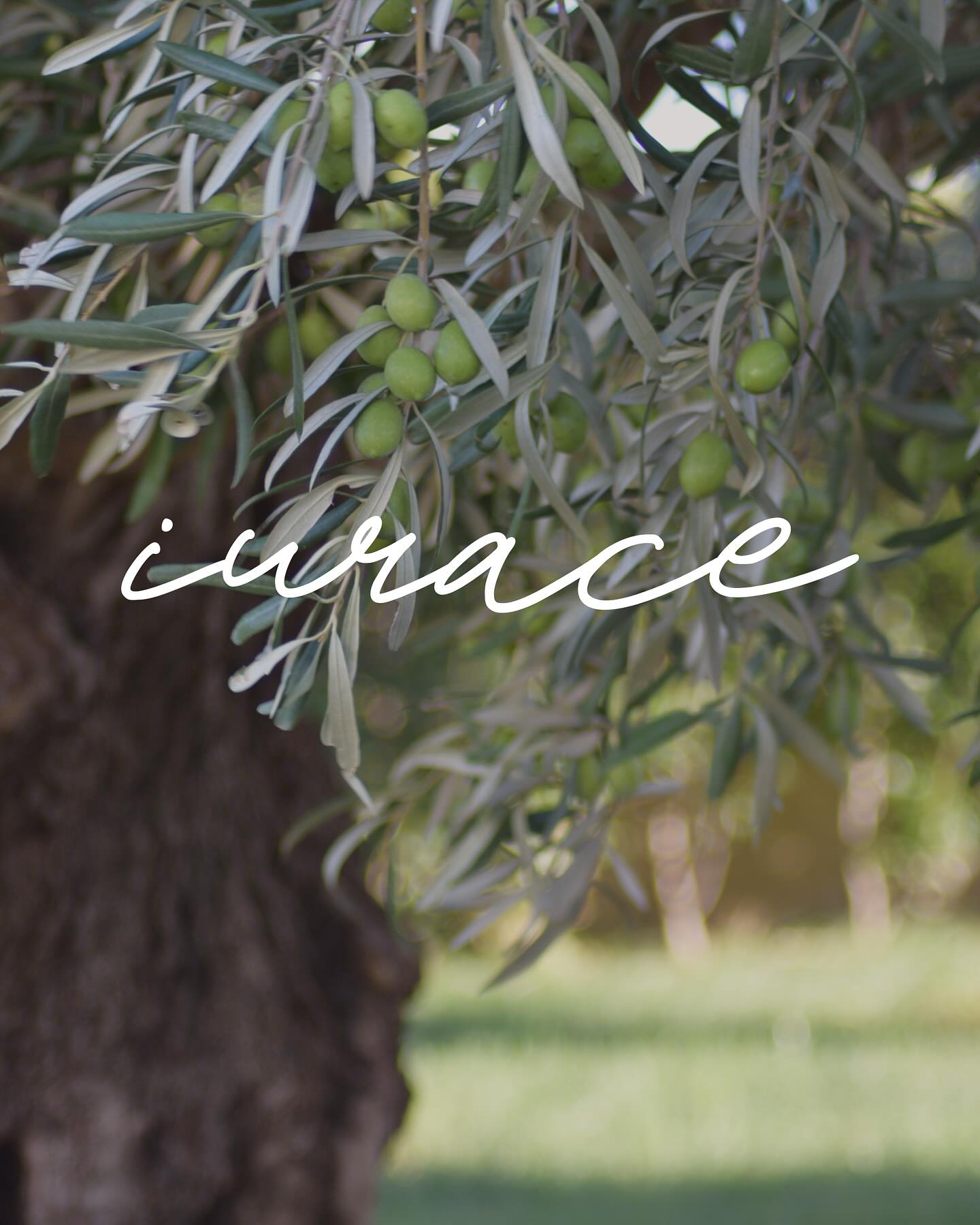 Ogni goccia del nostro olio nasce da un processo semplice, ma preciso: raccolta manuale, spremitura a freddo e zero filtri superflui.
È così che l’olio Iurace conserva tutto il profumo delle nostre olive e il suo gusto unico. 💛
📅 A breve disponibile in tutta Italia. 🇮🇹
#OlioIurace #EVOitaliano #SpremituraAFreddo