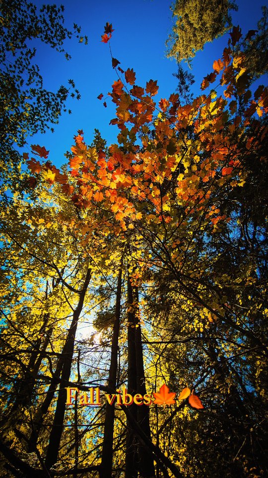 Just me and the quiet. The sun filters through the autumn leaves, and the rest of the world fades away. This is more than a walk—it's a reset for my soul. 🍁🍂
#autumnvibes #fallcolors #naturehealing #naturelover💚 #burnaby365 #getoutside #trails #explorebc