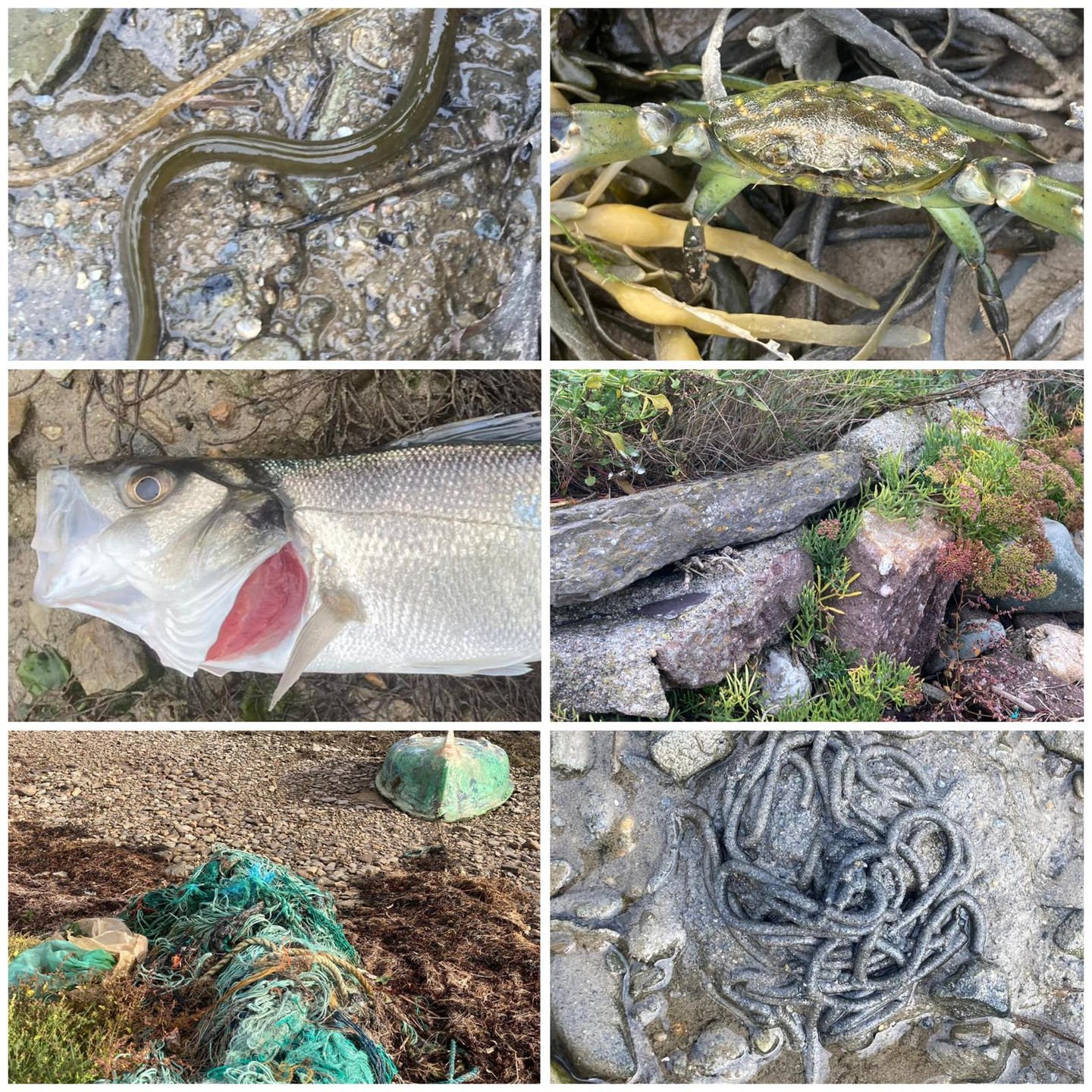 More amazing pics from the weekend from our regional coordinators! Big thanks to Mick Berry, Bernie Connolly, Sam Moran, Nika Scheepers, Iker Arenzana King and Kealan Arenzana King for sending these in!
From rusty wheels to tiny eels! You never know what you are going to find! 1 week left of the Shore Survey Season and still a lot of coast left undiscovered!
Thank you again to all of those who have gotten out there, taking time to appreciate the biodiversity, test the water quality and pick up a few pieces of litter as part of our new pilot question on whether your beach maintains "Good Environmental Status".
Book your survey unit today and head to the shore to see what you can discover! https://www.coastwatch.org/all-ireland-survey-autumn-2025