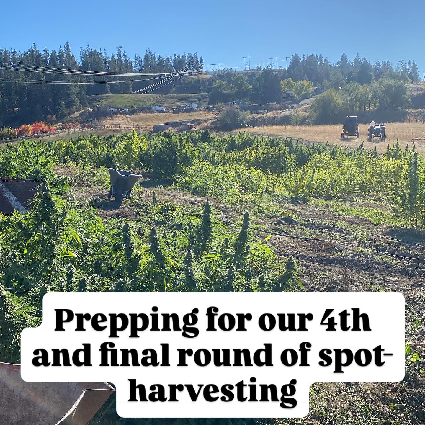SPOT-HARVESTING: have we mentioned how we spot harvest? Ever notice that other brands don’t talk about this? Likely because they don’t do it. It takes a lot of care and labour to harvest a field 4 times. Why do we do it? To ensure YOU get a consistent potency you can trust - by only harvesting the most mature branches in the field, when they’re ready. It’s 4 times the labour, 4 times the effort and a lot of logistical finagling but it’s worth it to stand behind our Potency Promise. Grown with love, for you.