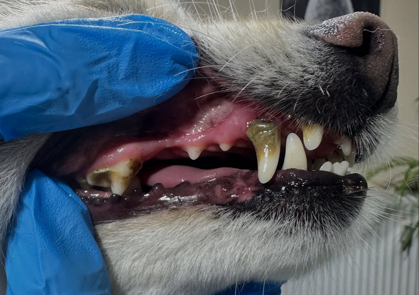 🦷🐶 Saubere Zähne, glücklicher Hund!
Ein gesundes Gebiss ist mehr als nur schön – es bedeutet Wohlbefinden, frischen Atem und Lebensfreude. 💛
Mit unserer Ultraschall-Zahnreinigung bei Da Vince Hundestyle in Köln reinigen wir sanft und gründlich – ganz ohne Narkose und ohne Stress. Plaque ade, Glanz hallo! ✨
📍 Ebertplatz Köln – für ein Lächeln, das sich sehen (und riechen) lassen kann!
#DaVinceHundestyle #Hundezahnreinigung #Ultraschallpflege #GesundeZähne #DogSmile #HundefriseurKöln #ZahnpflegeOhneNarkose #HappyDogTeeth #FellUndZahnpflege