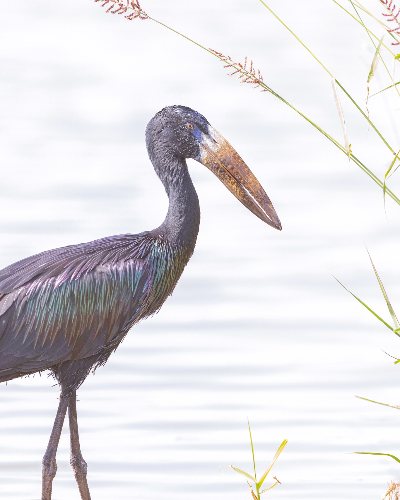 I’ve been asked so many times about my bucket list birds; while I never have an answer for that question I must admit that I was extremely excited when we stumbled upon this dinosaur. Prior to this I had only seen a distant flock, so was very happy to get a closer look despite the unrelenting midday sun.
☆
African Openbill
☆
#birdman #birdsofig #birding #birdwatching #birders #birdnerd #birdingtrip #birdingtours #birdphotography #birdwatchingtours #birdistheword #bird_brilliance #birdsasart #birdsofafrica #birdsofeastafrica #birdsofkenya #birdingkenya #africanbirds #africanopenbill #africanamazing #africanature #acacia #thisisafrica #goldenlight #goldenhour #eye_spy_birds #riftvalley #openbill #birdyourworld