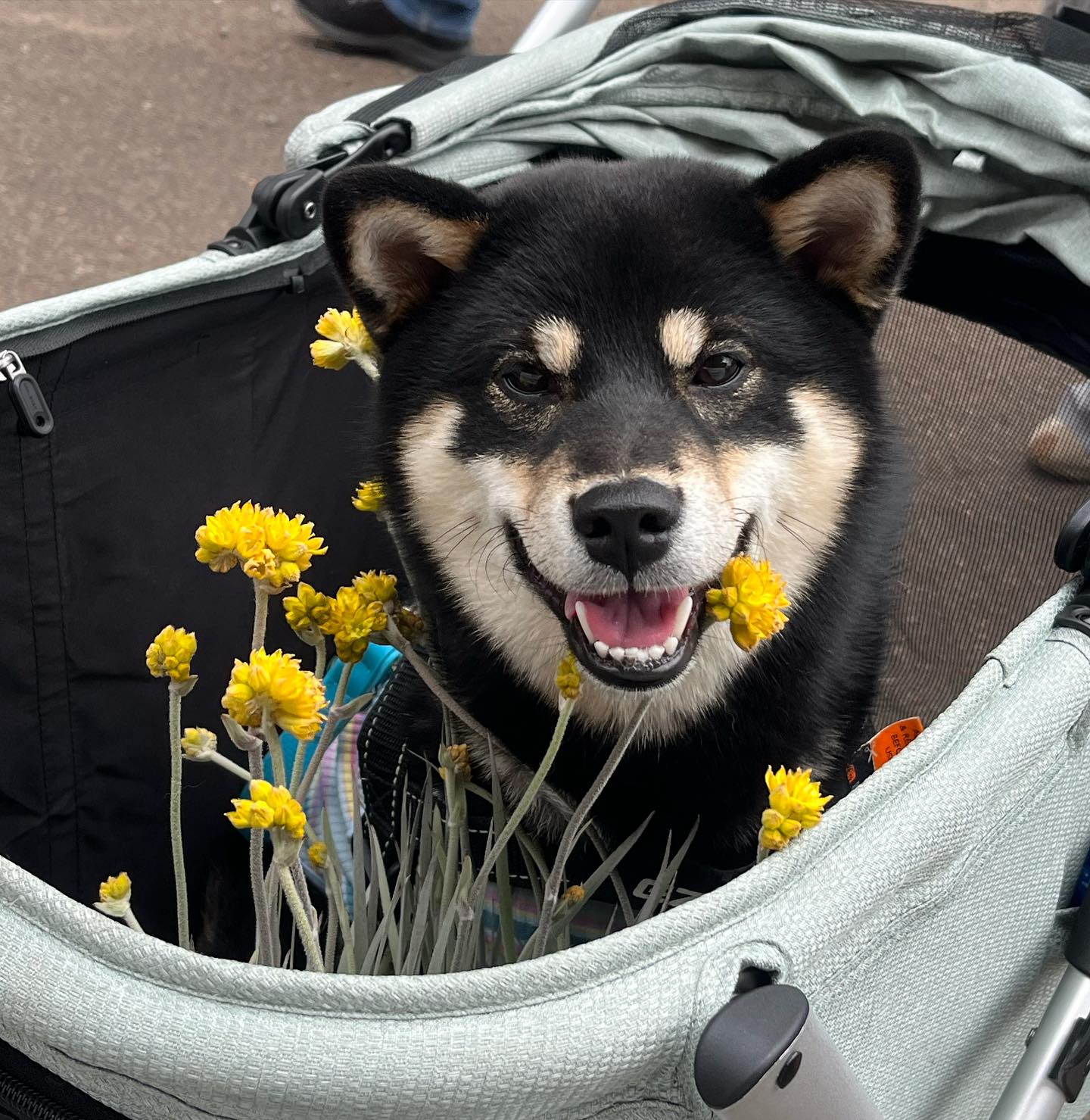 Tina is so happy to be at the Plant Fair today! 🌼 We’ve been loving seeing your carts full of plants, dogs and children 🌸