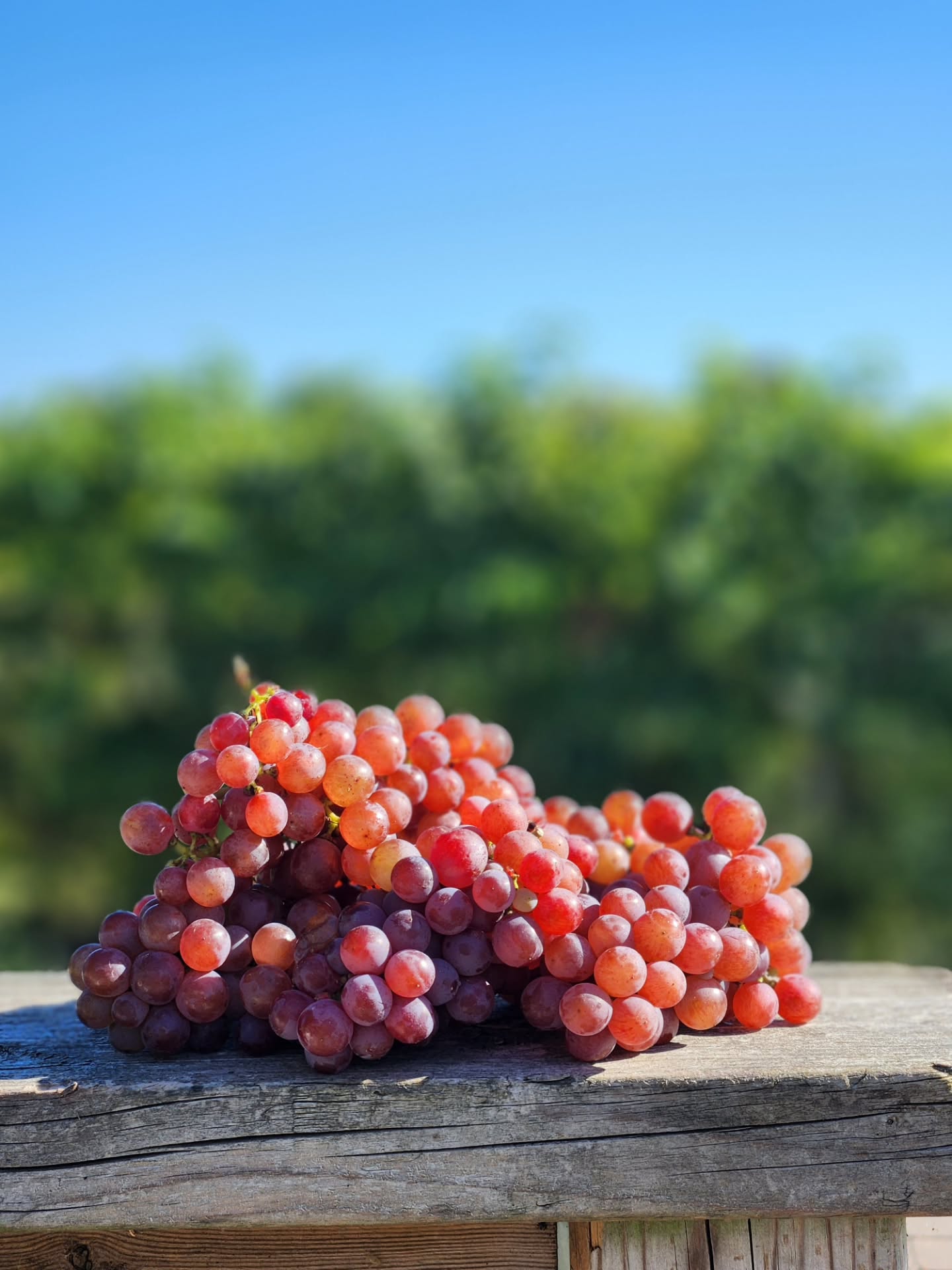 Harvest is rolling right along 🍇
Over the last couple of weeks, we’ve brought in Gewürztraminer, Chardonnay, Auxerrois, Pinot Gris, Geisenheim 318, Seyval, Gamay, and Syrah! Just a few varieties left to go as we head into the home stretch of the season.