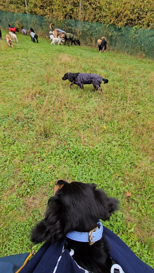 Bramble's point of view for daycare 🥰
Learning to be part of the pack, but from a safe and very comfortable position 🤣
#puppylife #packgoals🐶 #doggydaycareuk #pawsomedays #castledonington