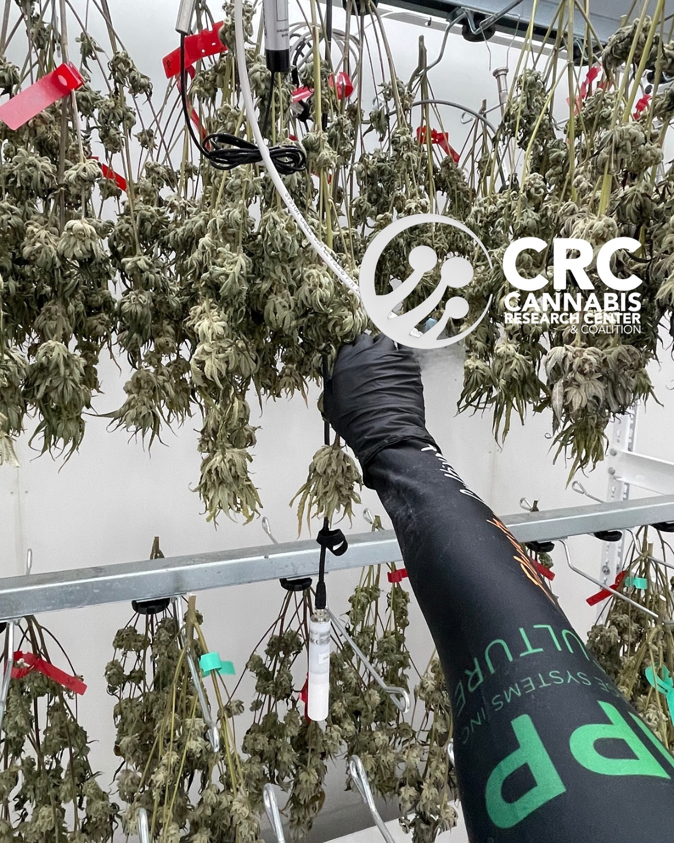 🌬️ @pipphorticulture Airflow Trial Update! 🌿
For everyone in the back, in case you didn’t hear us before:
YOUR AIRFLOW GAME might be the silent key to unlocking healthier, more efficient growth!
But how much #airflow is just right?
💨 Too little?
💨 Too much?
💨 The sweet spot?
That’s exactly what we’re chasing.
We’ve just wrapped our second run/harvest of airflow trials with our partners at @PippHorticulture as part of our ongoing study here at the CRC
What will the data reveal about optimizing airflow in cultivation spaces?
Stay tuned… only teasers until #MJBizCon 👀
@mjbizdaily
Want to stay up to date on the airflow trials?
Link in bio!
#harvest #airflow #research #growers #cultivators #cultivation #postharvest